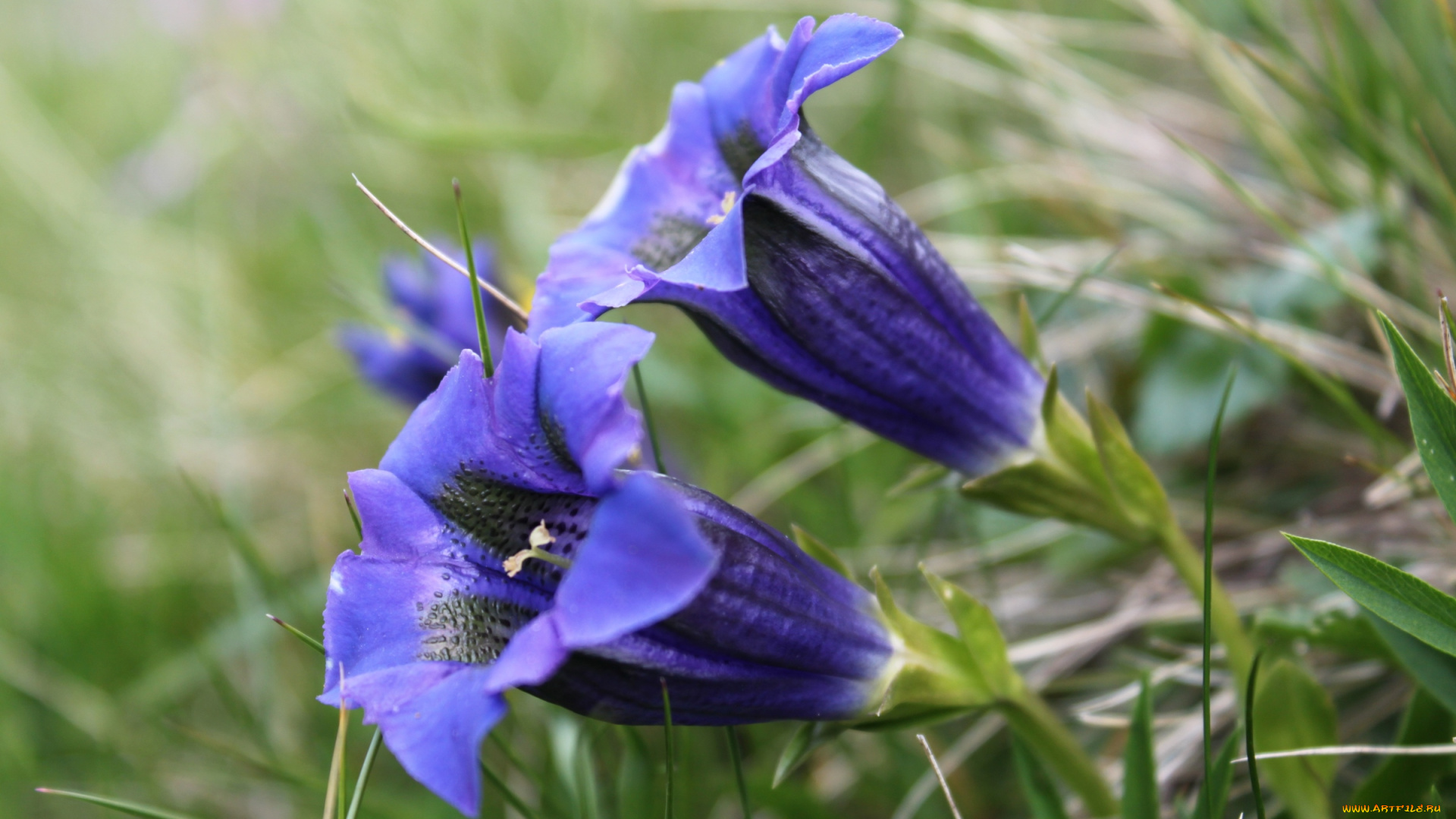 цветы, горечавки, колокольчики, синий