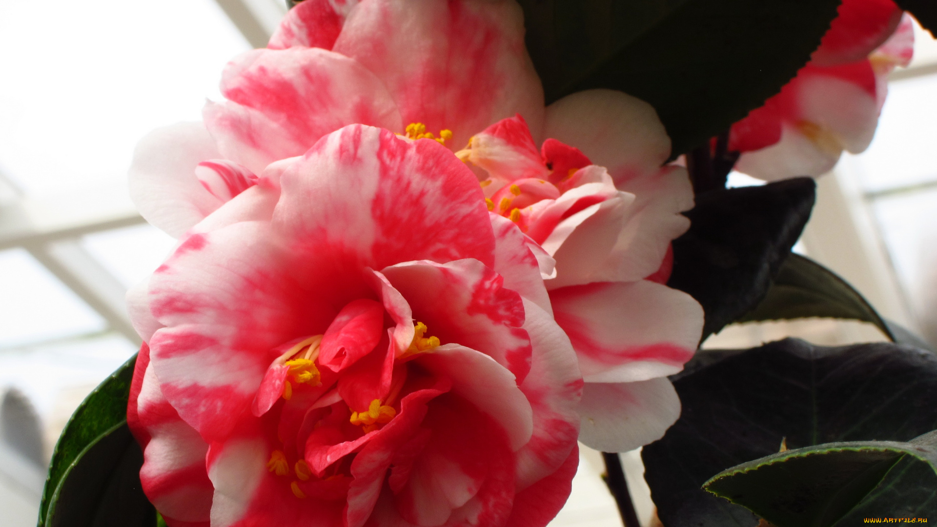 цветы, камелии, камелия