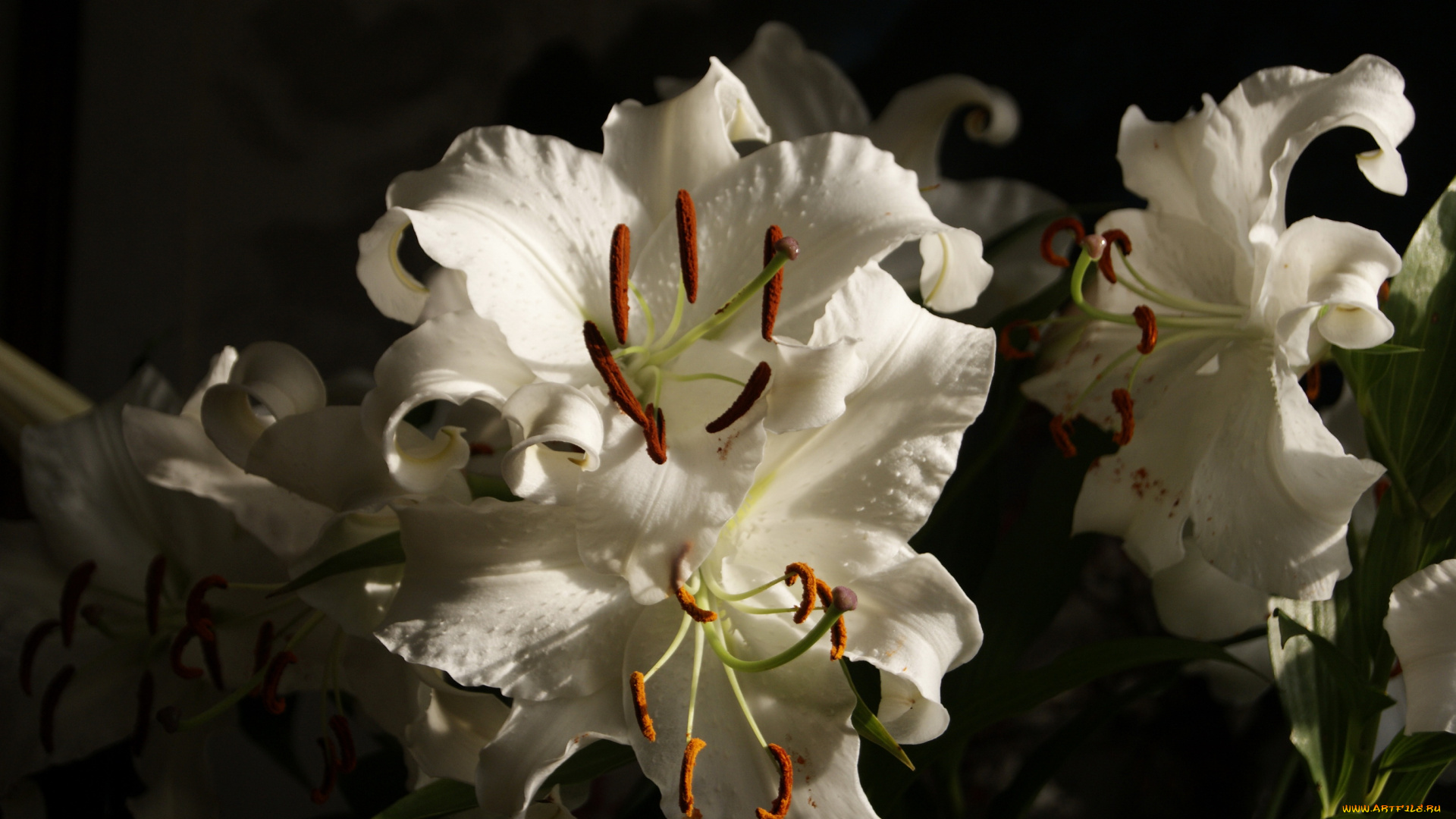 цветы, лилии, лилейники