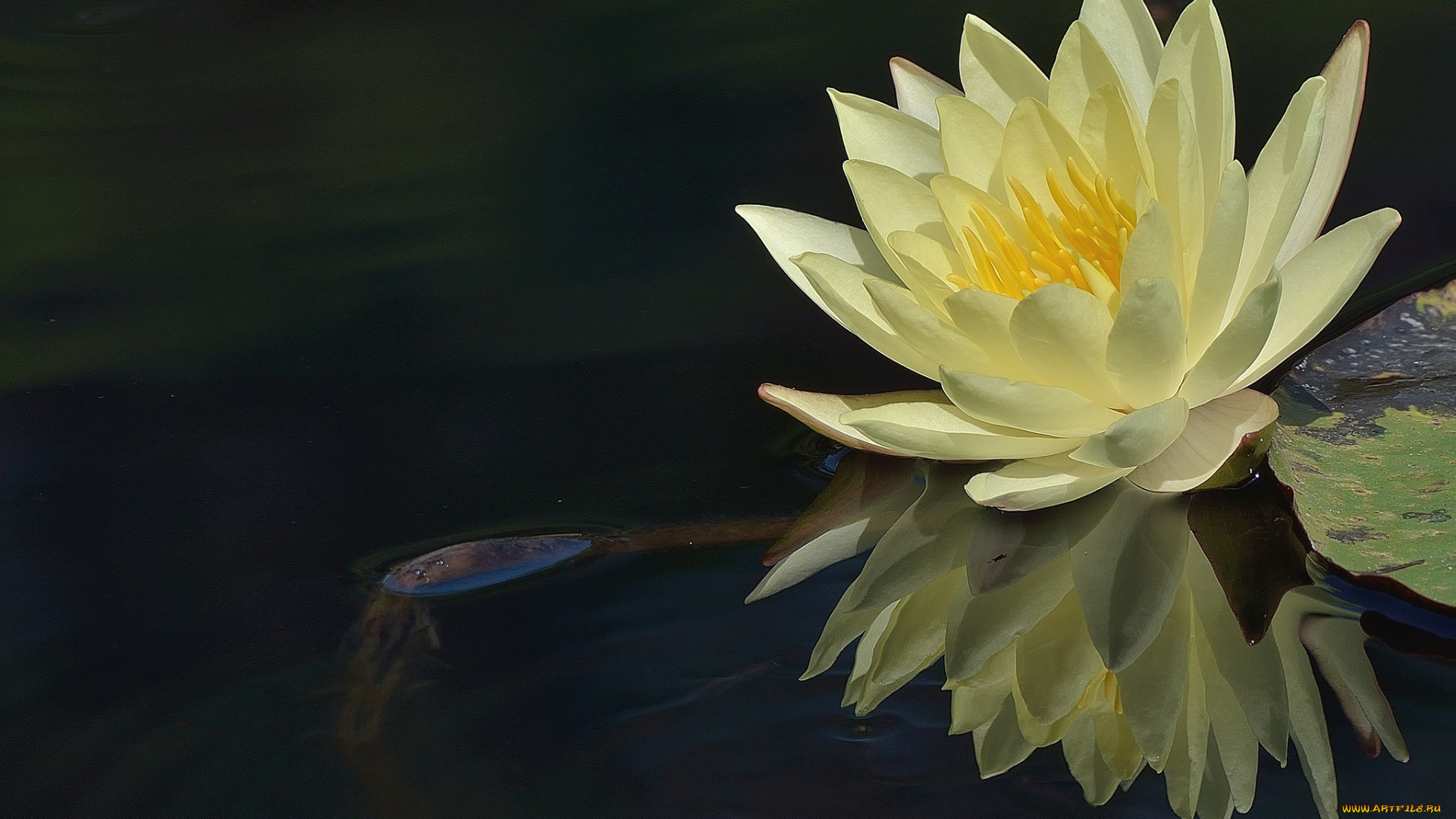 цветы, лилии, водяные, нимфеи, кувшинки, отражение, желтый