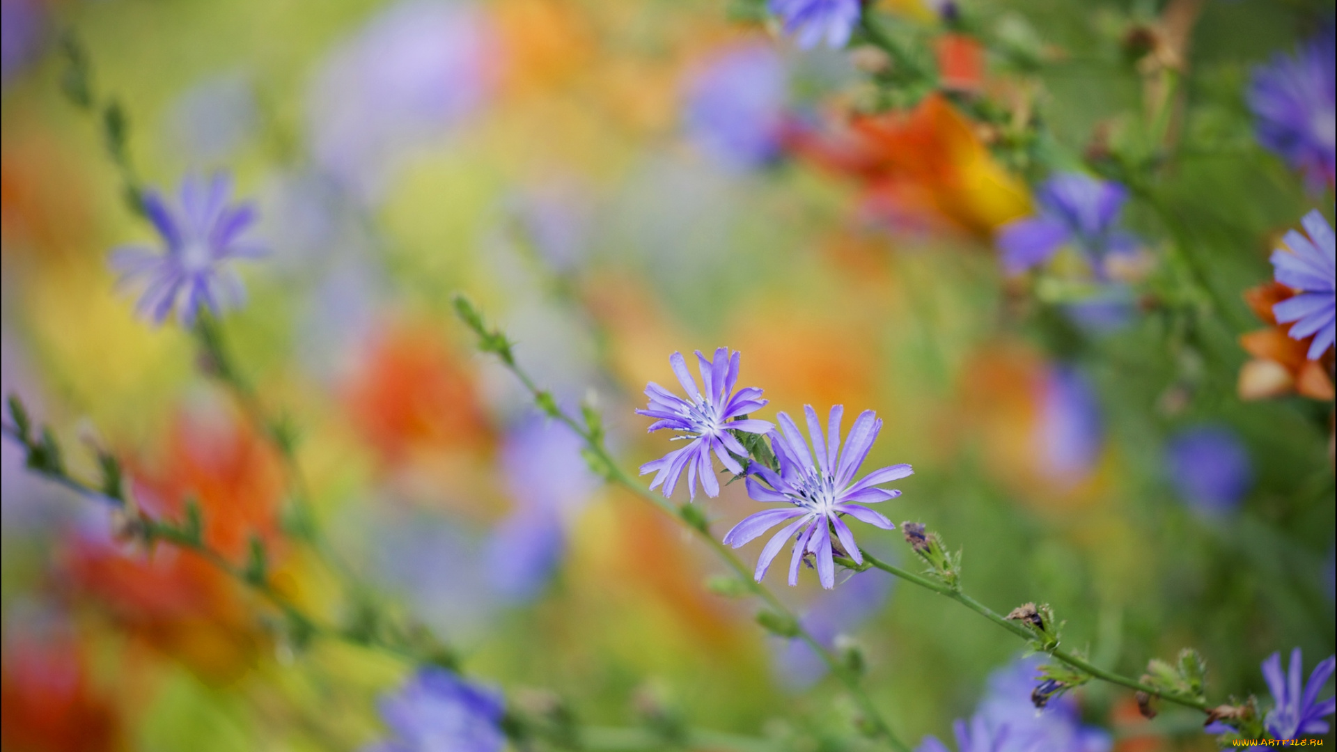цветы, луговые, полевые, цикорий