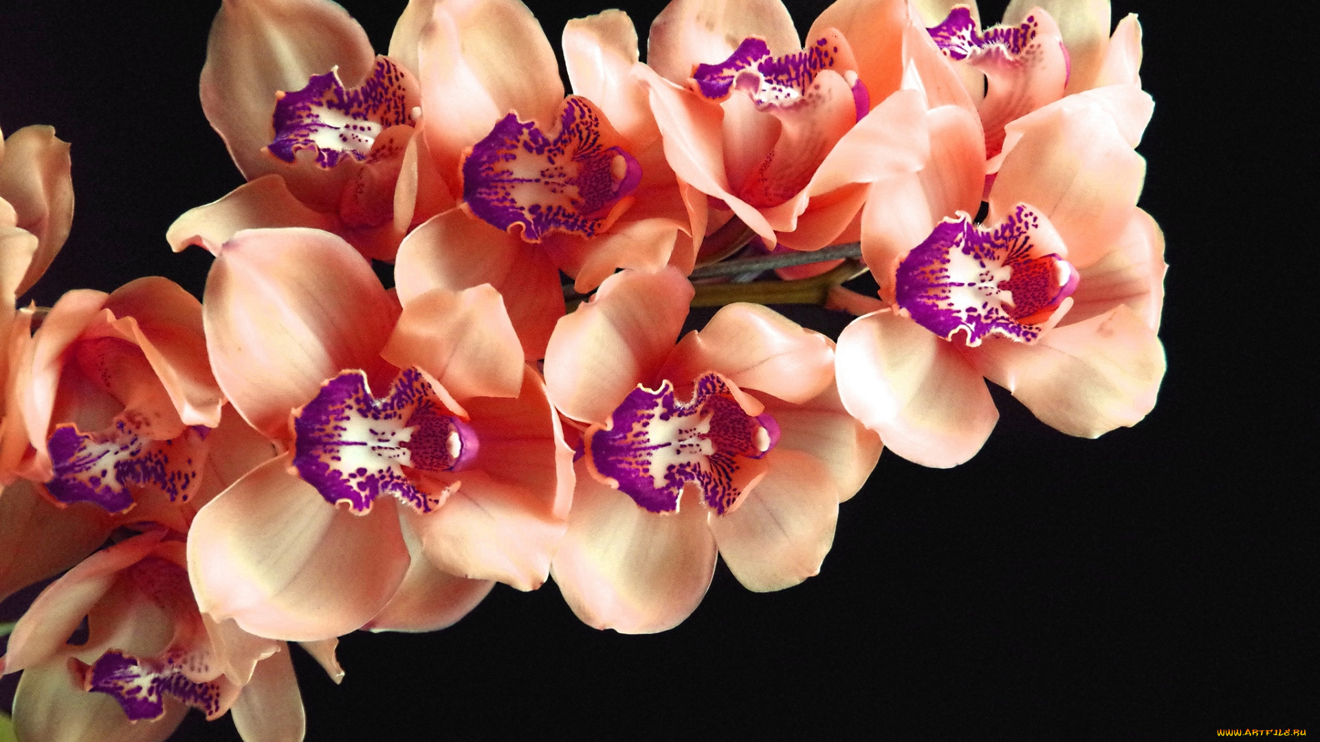 цветы, орхидеи, ветка, экзотика