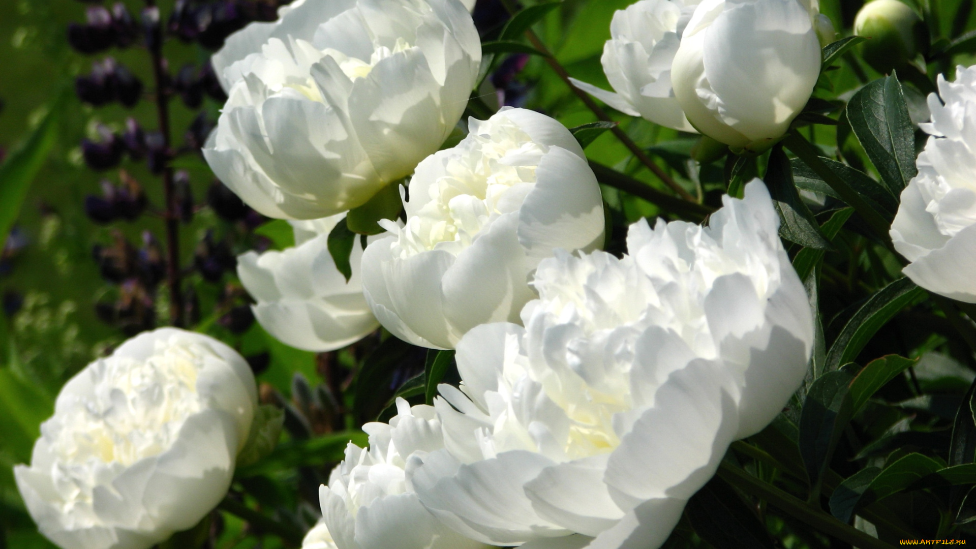 цветы, пионы, белый, куст