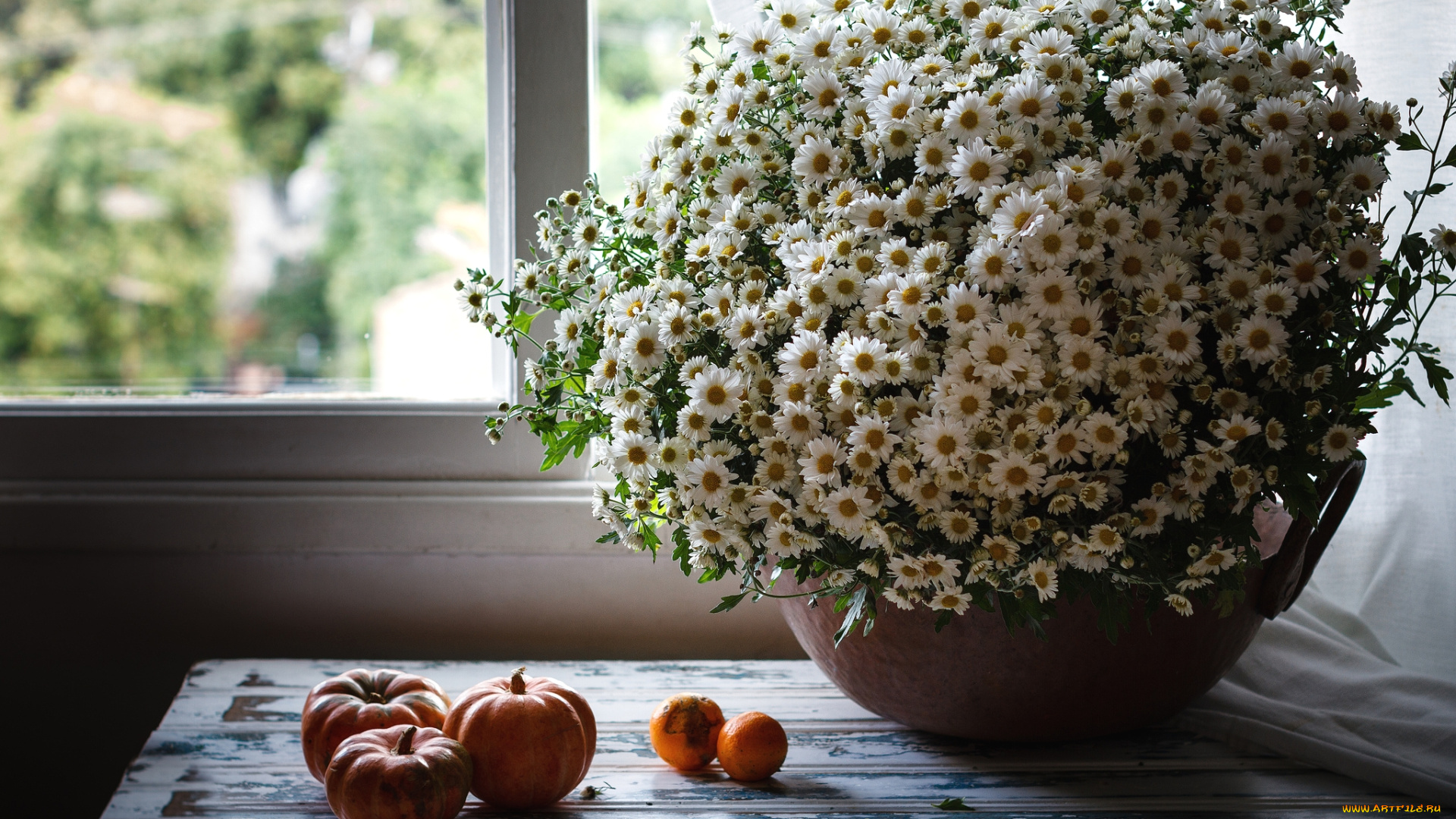 цветы, ромашки, букет, тыковки, окно