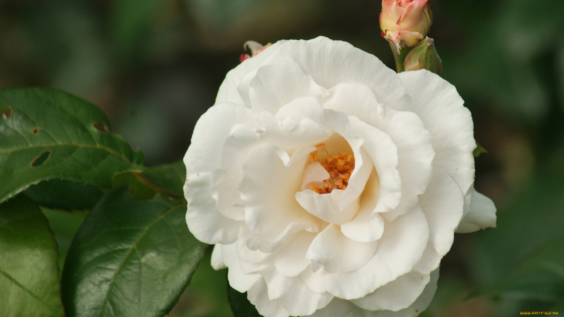 цветы, розы, бутон, макро