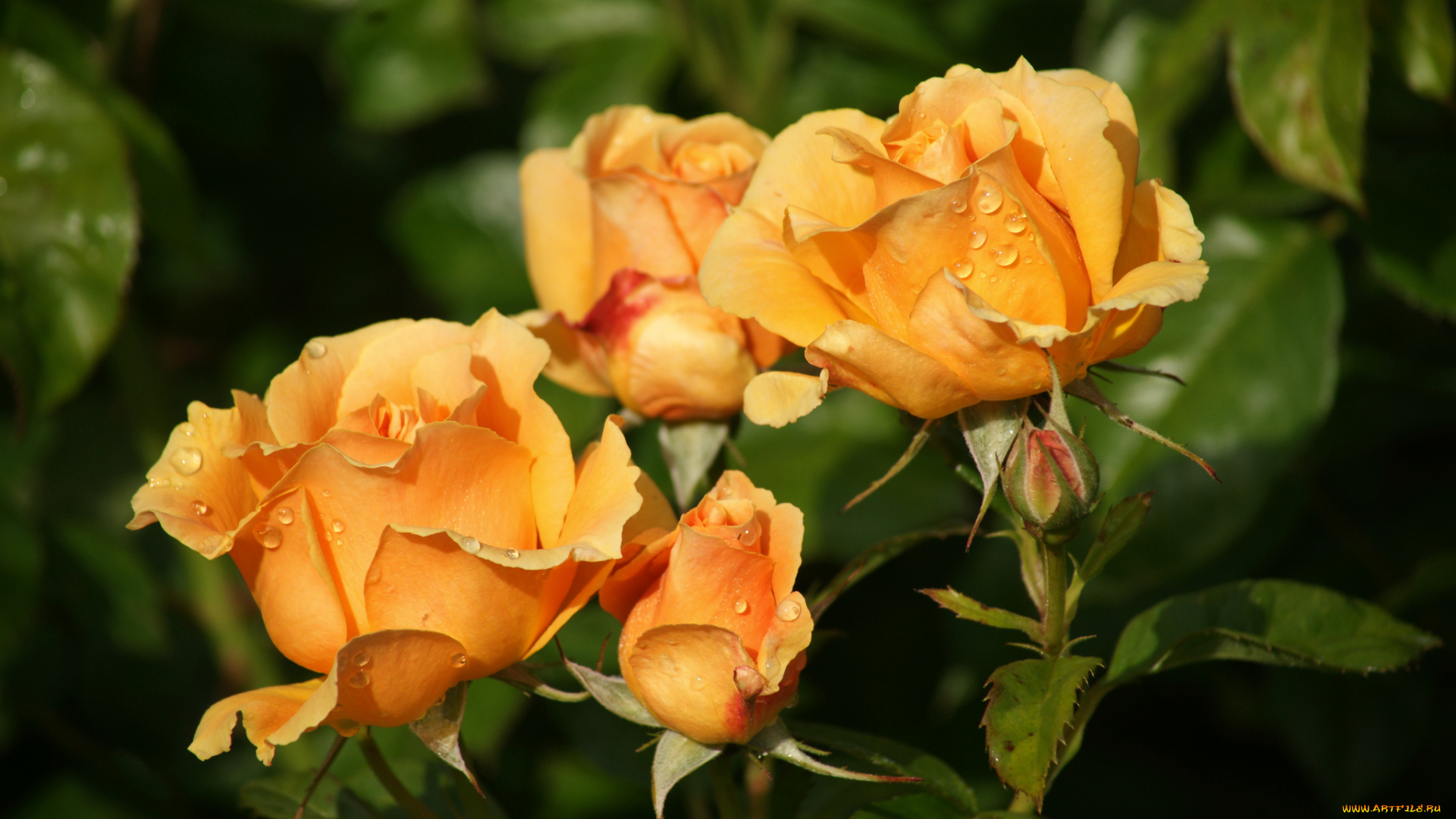 цветы, розы, бутоны, капли, макро