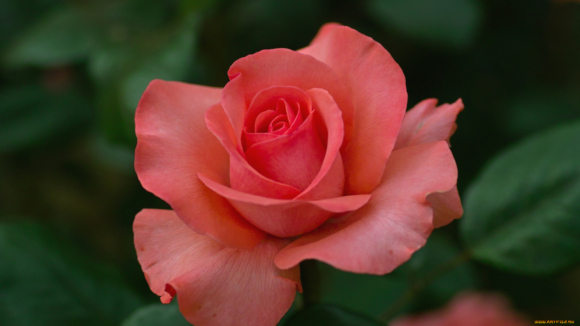 цветы, розы, лепестки