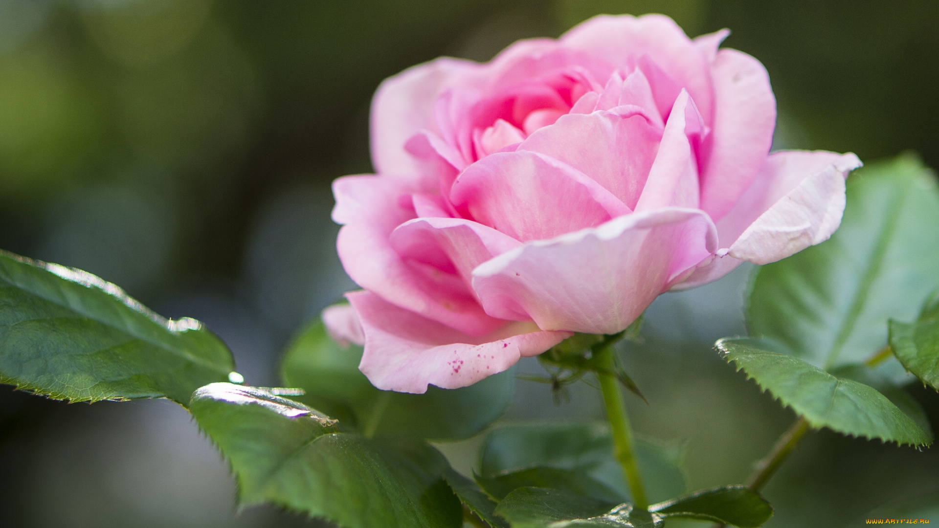 цветы, розы, листья, макро