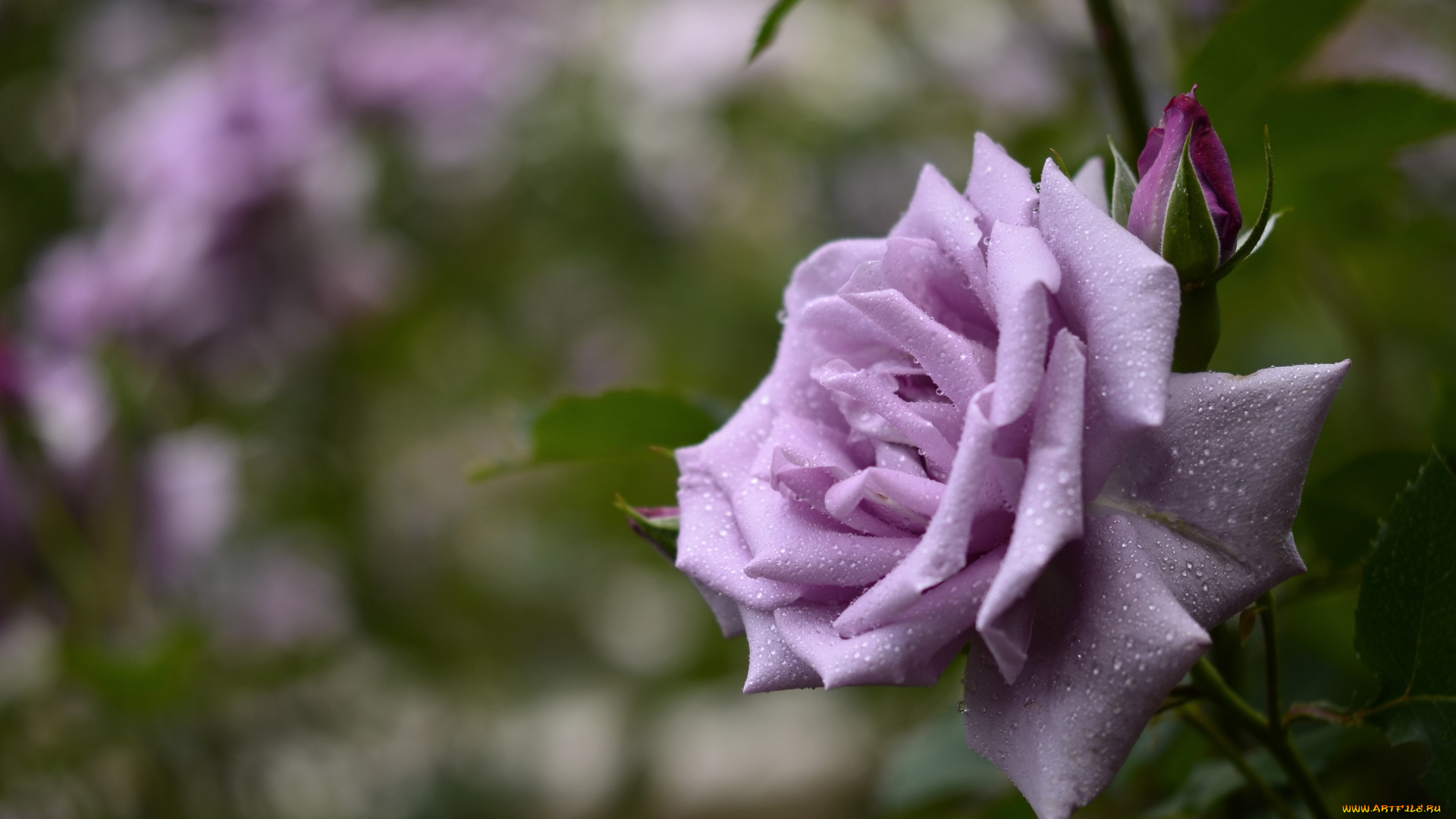 цветы, розы, сиреневый