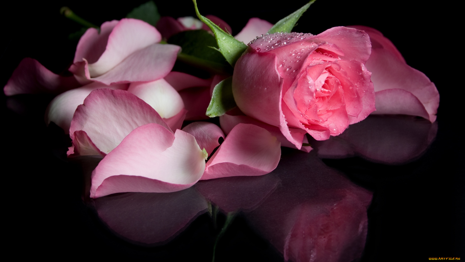 цветы, розы, темный, фон, лепестки, розовая, роза