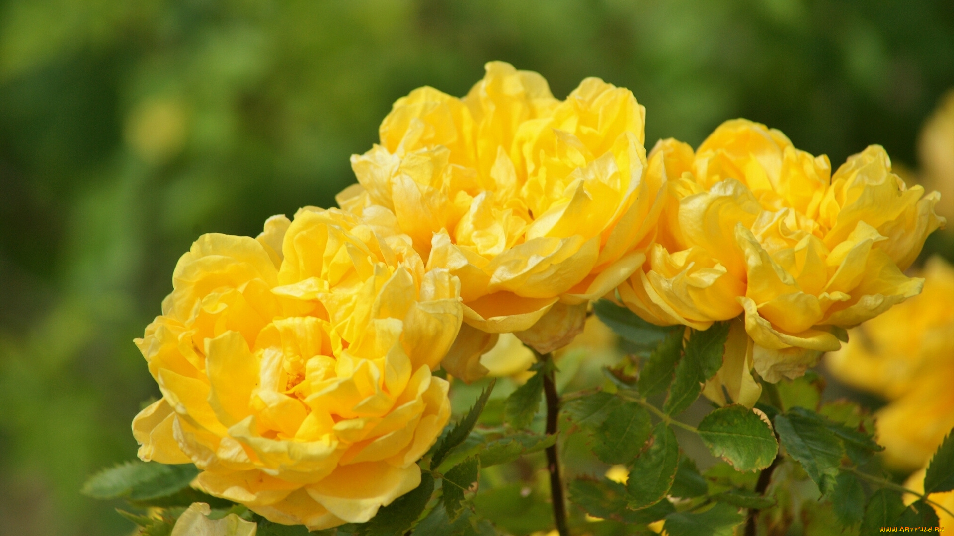 цветы, розы, жёлтые, лепестки