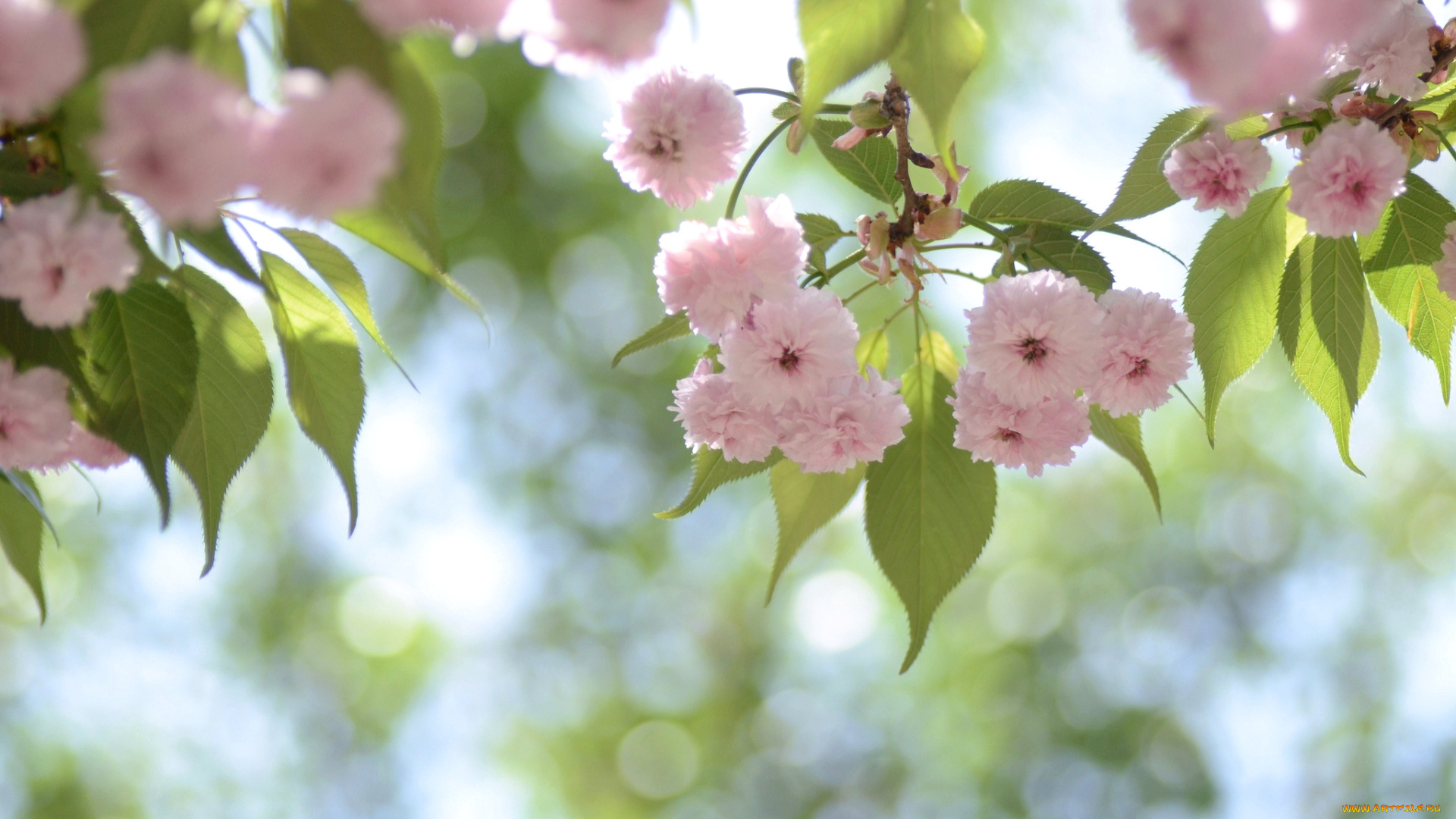 цветы, сакура, вишня, розовый