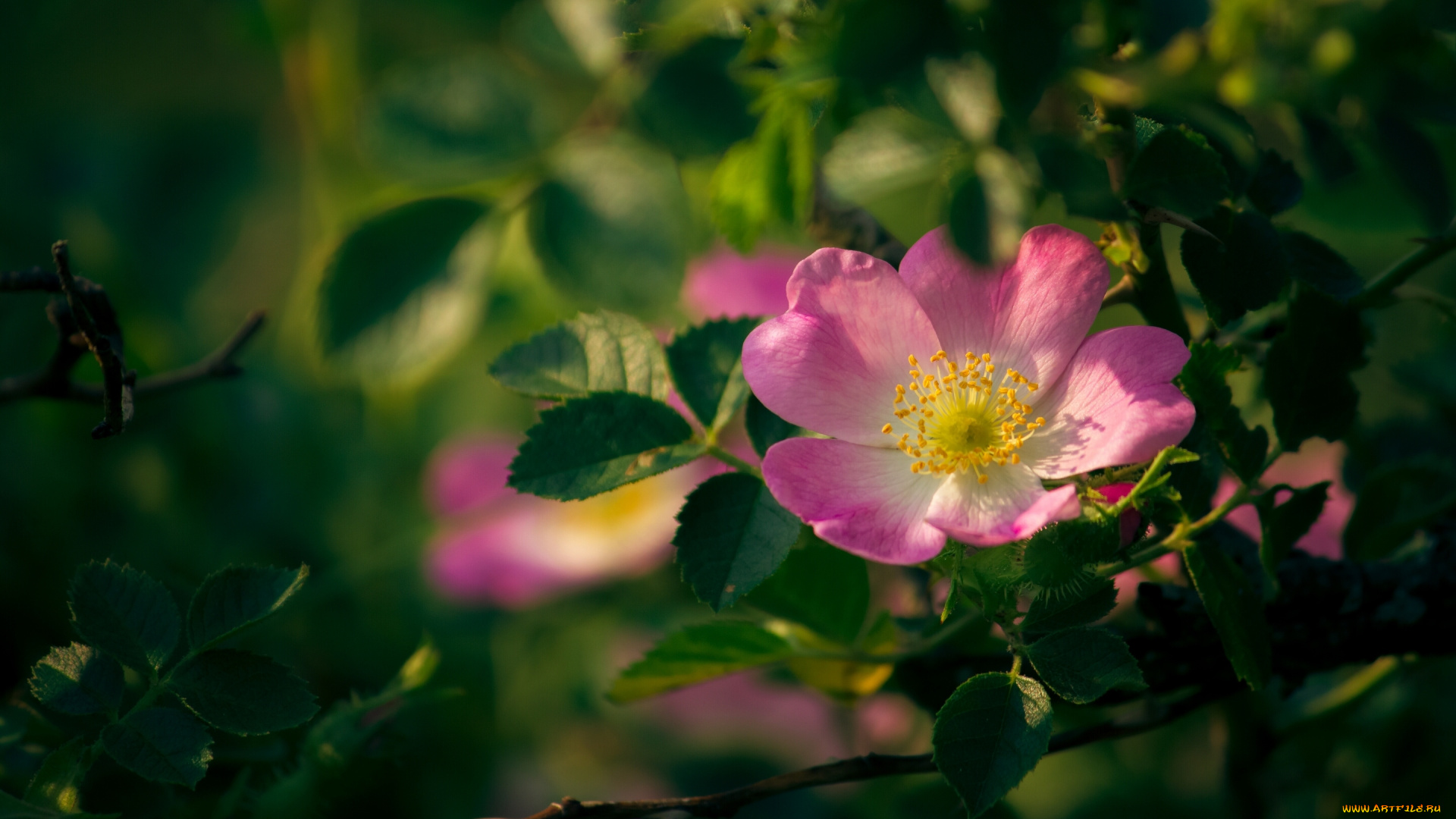 цветы, шиповник, макро, листья