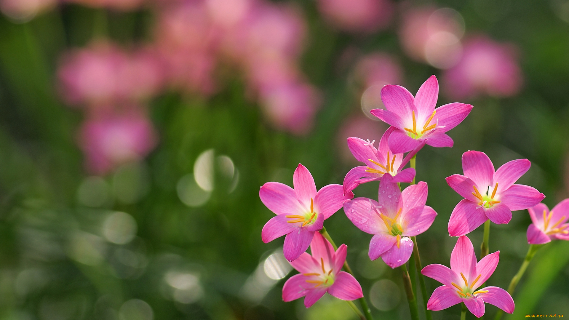 зефирантес, цветы, зефирантесы, розовый