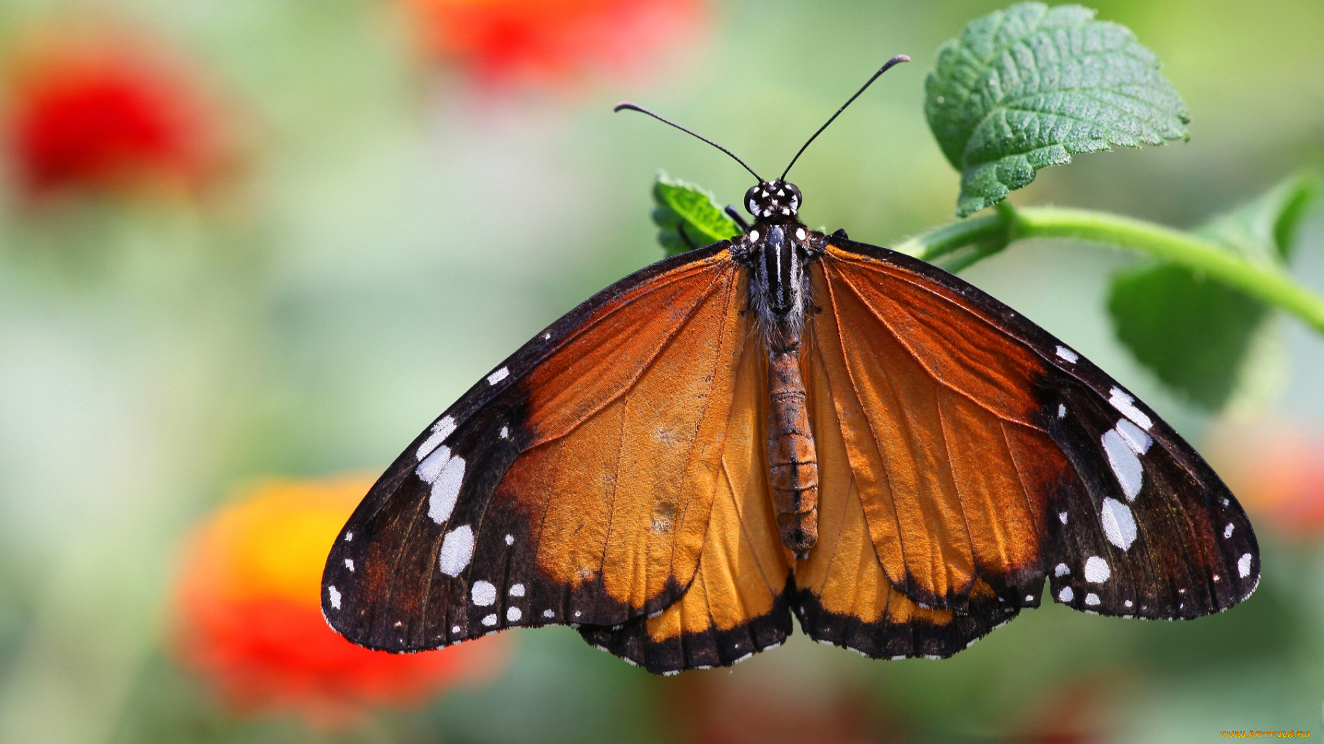 животные, бабочки, данаида, хризипп, листик, макро