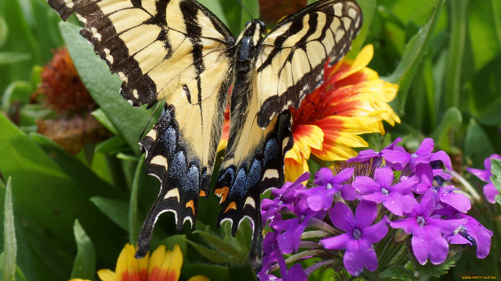 животные, бабочки, парусник, алексанор, цветы, макро