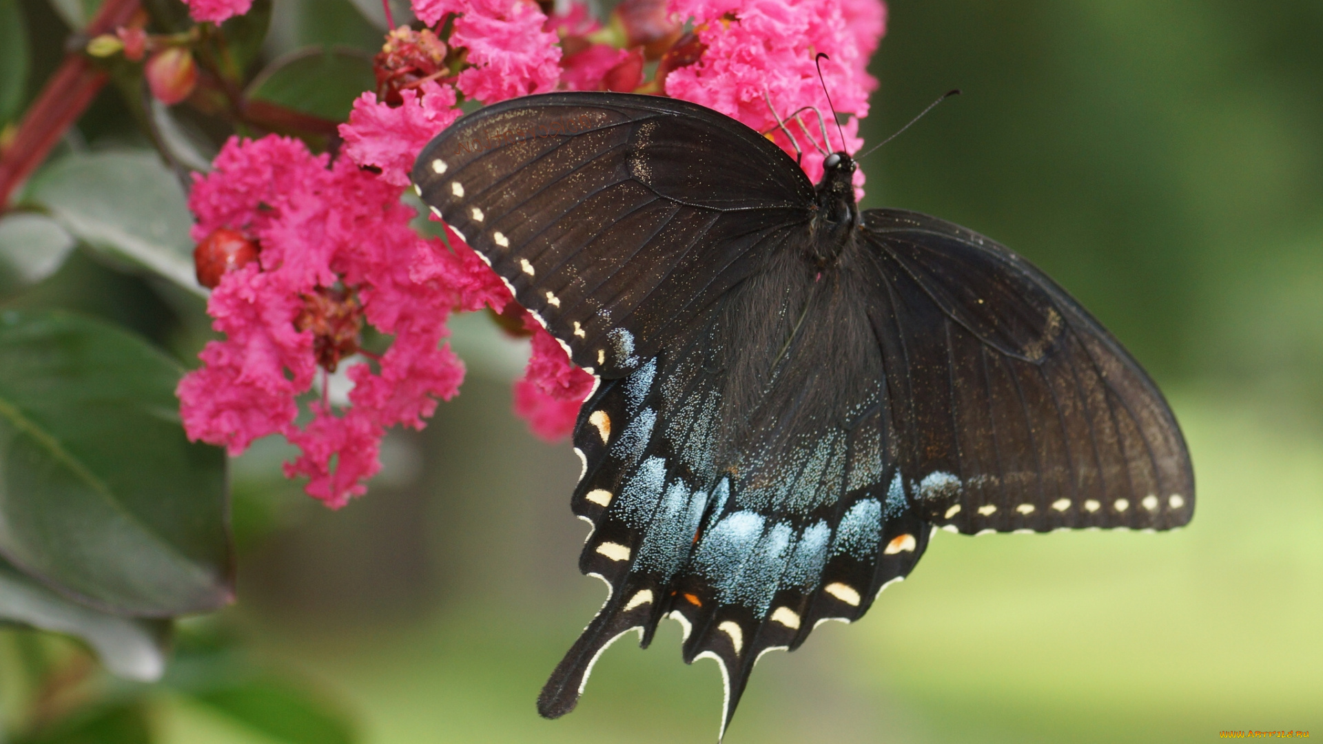 животные, бабочки, парусник, поликсена, цветок, макро