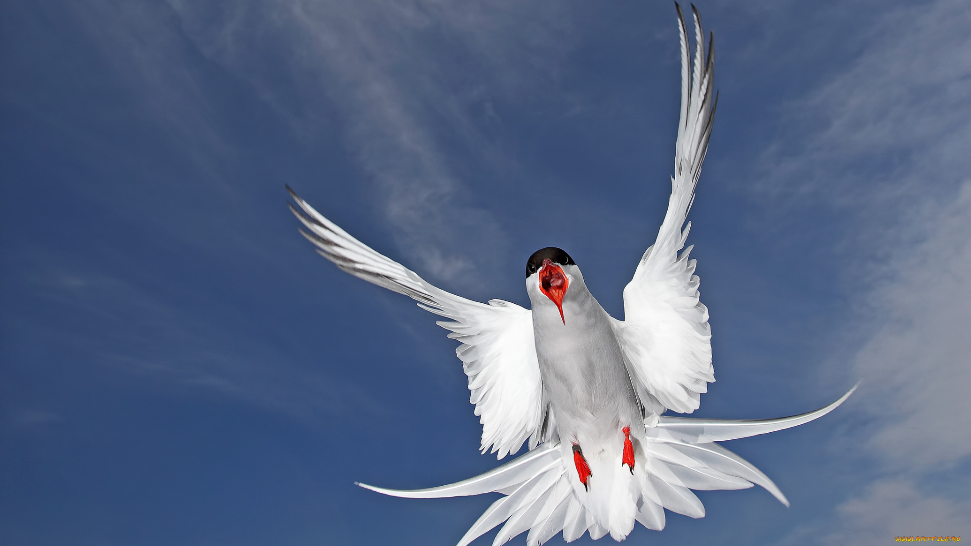 животные, Чайки, бакланы, крачки, полярная, крачка, птица, перья