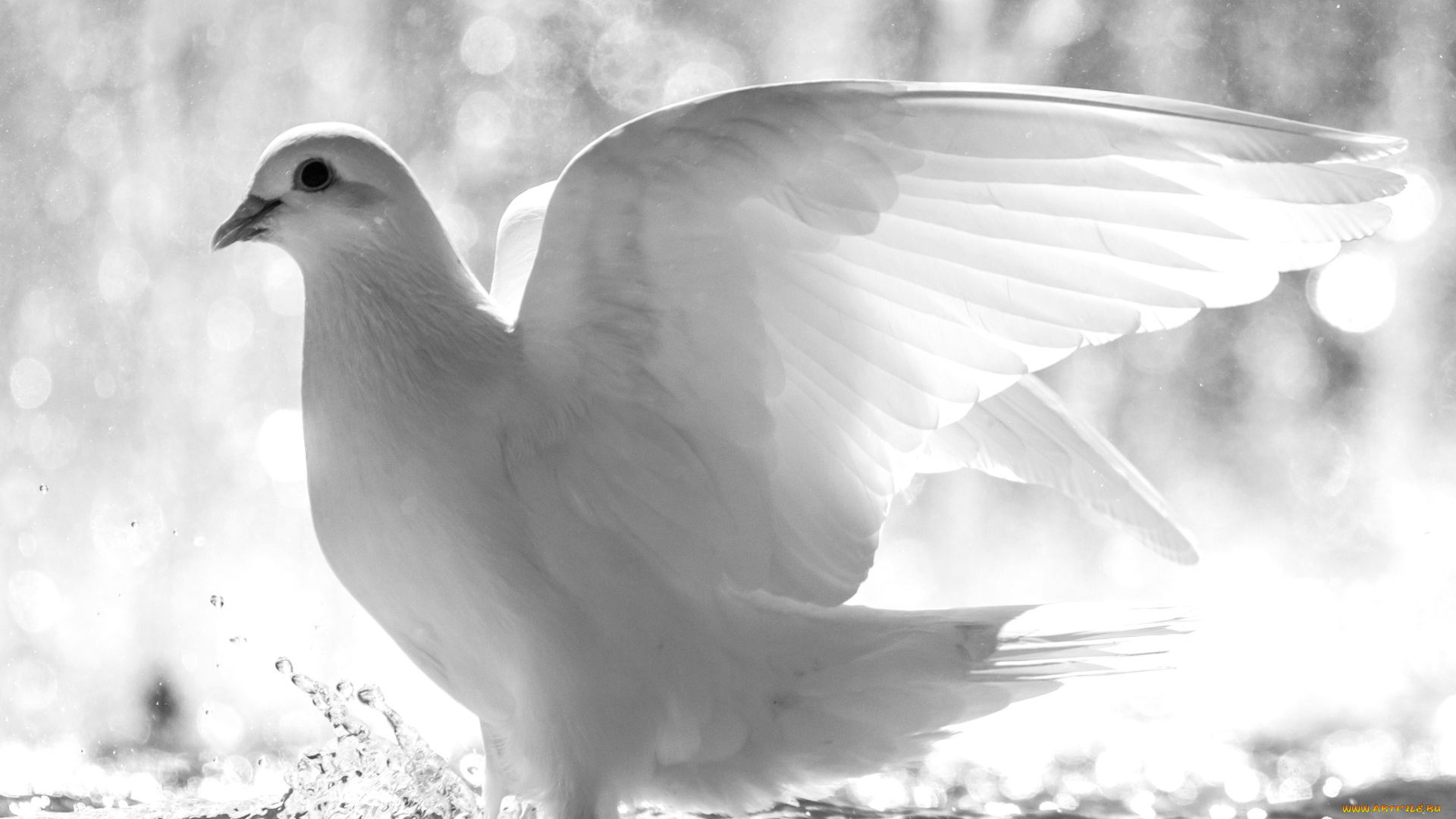 животные, голуби, белый, свет, крылья