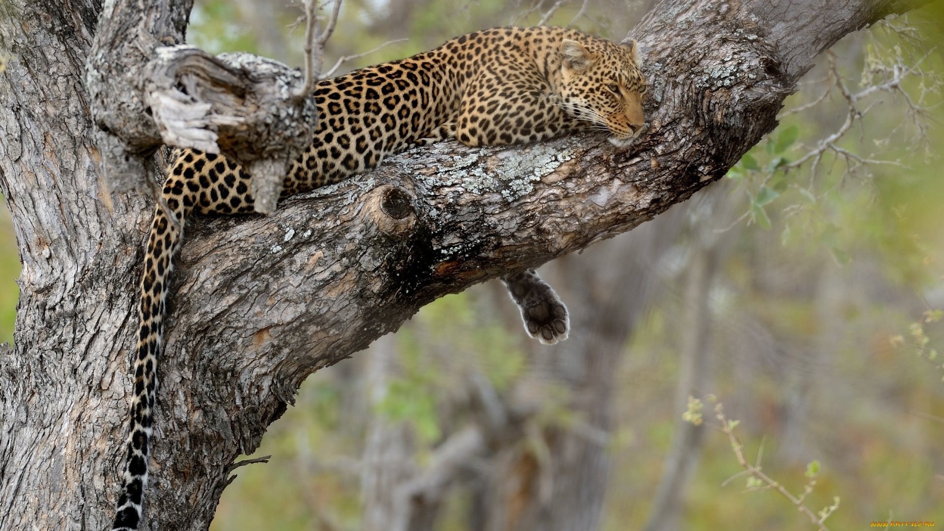 животные, леопарды, леопард, дерево, отдых