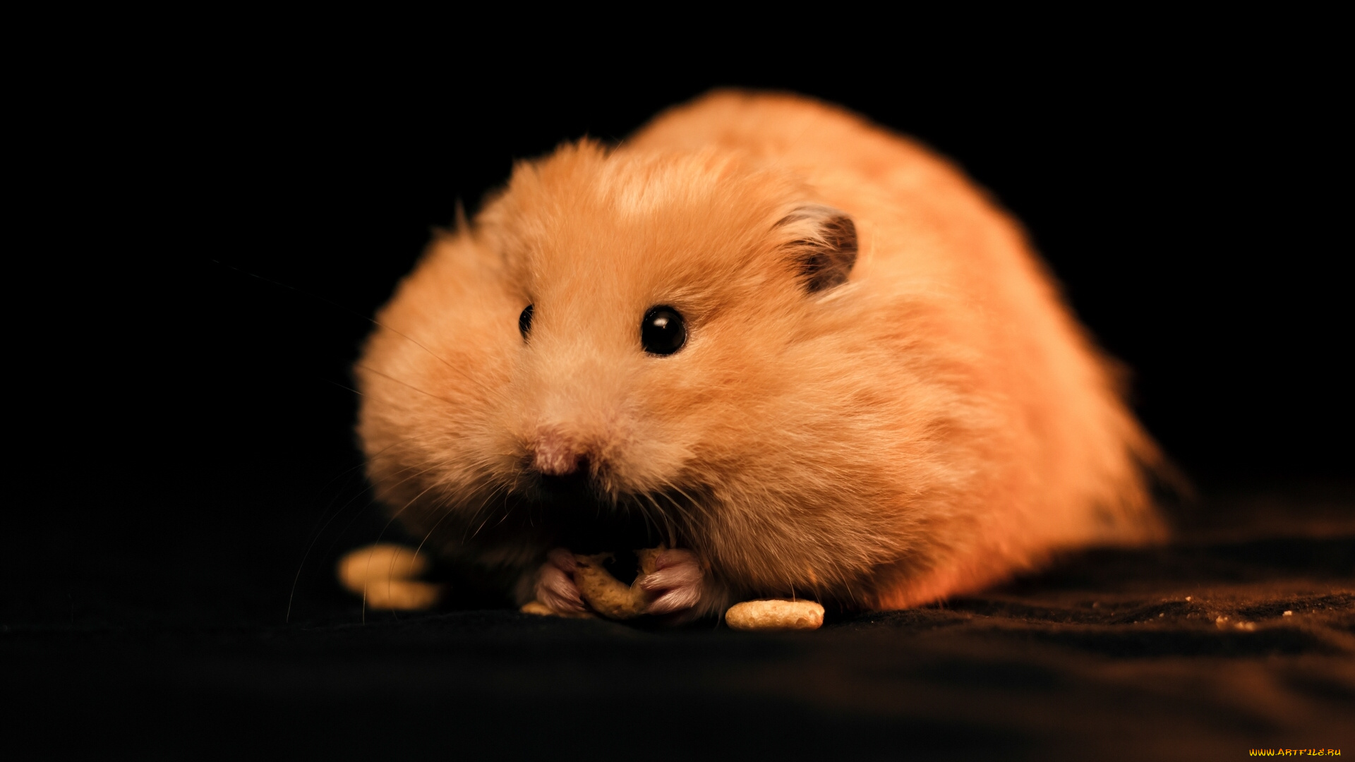 животные, морские, свинки, хомяки, хомяк, толстяк, грызун
