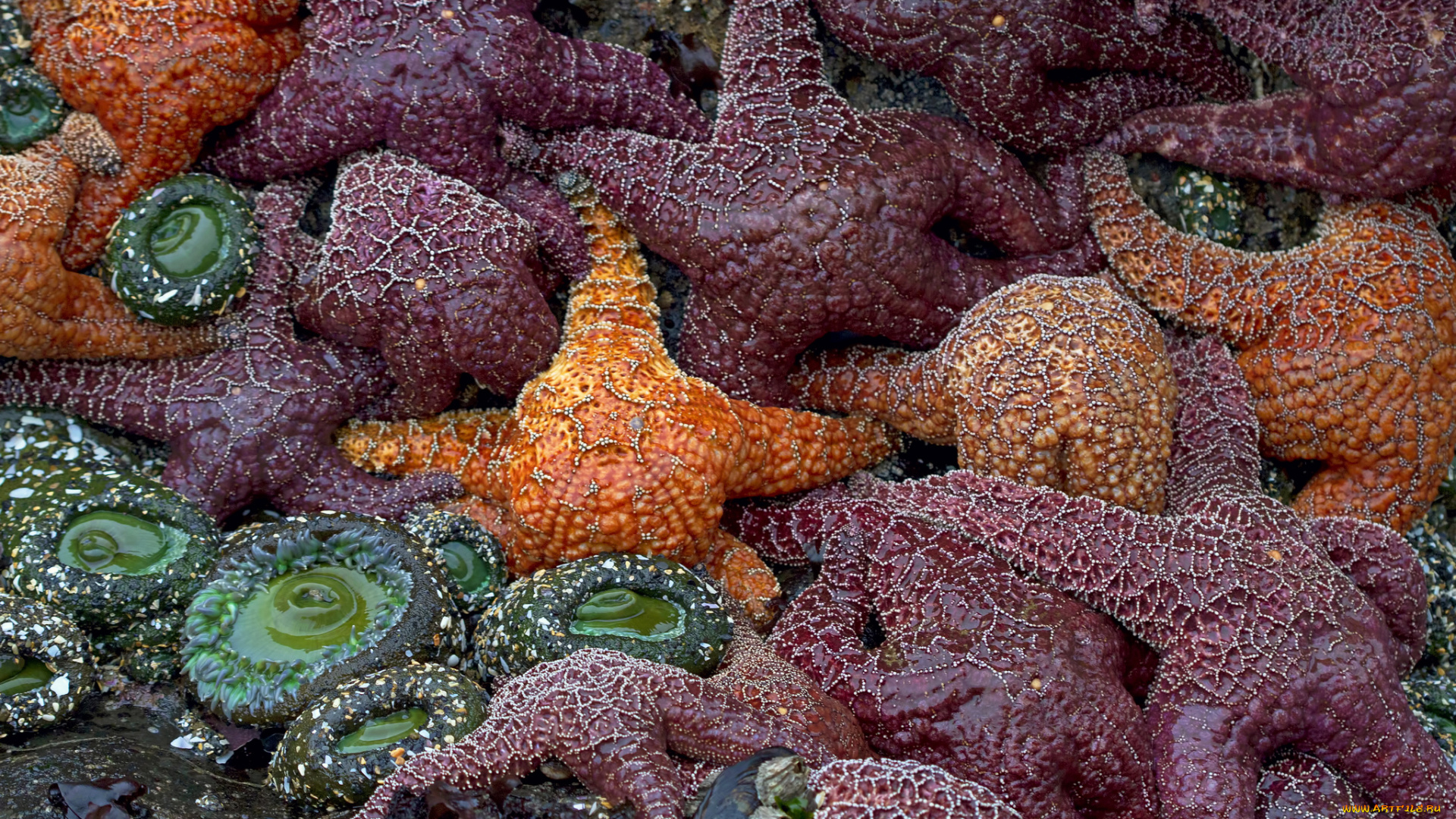 животные, морские, звёзды, скопление, лежбище