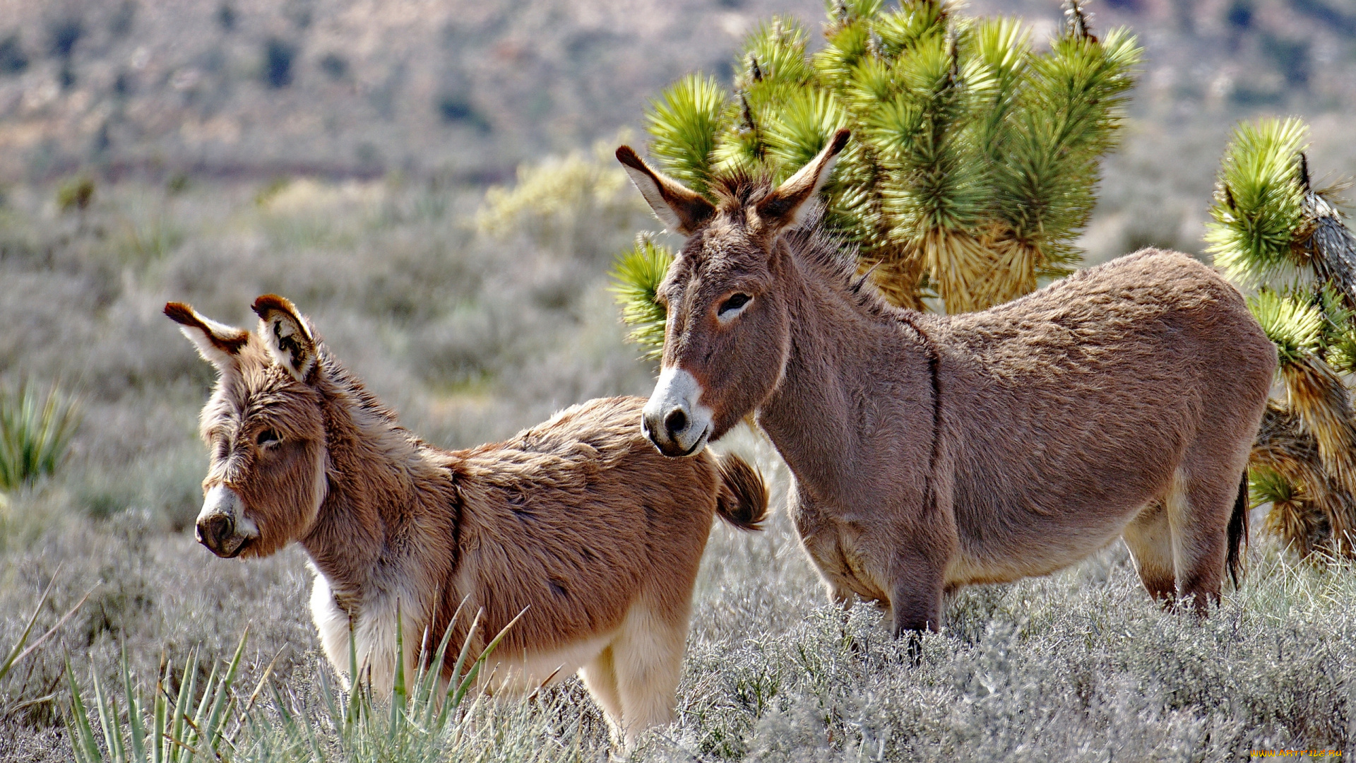 животные, ослы, дикие, ослики