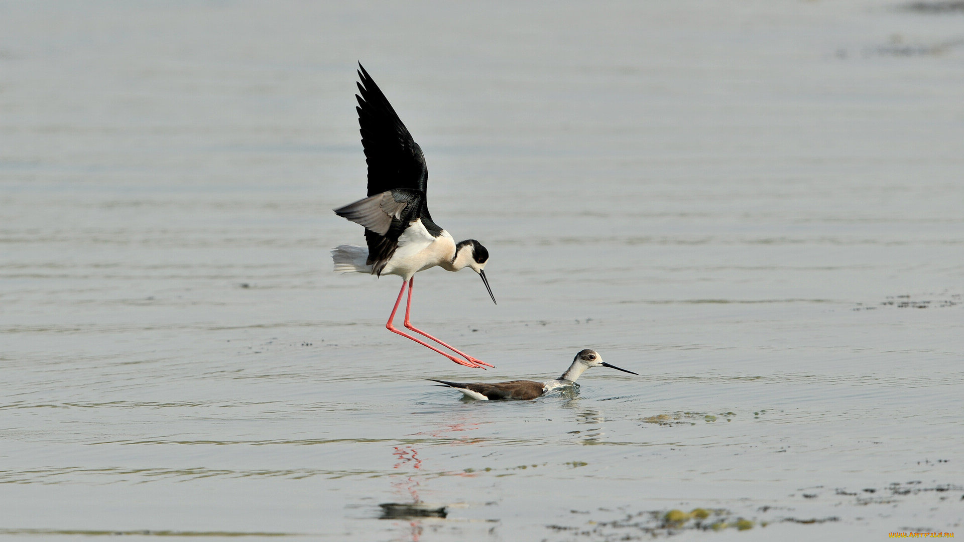 животные, птицы, ходулочник, птица, вода
