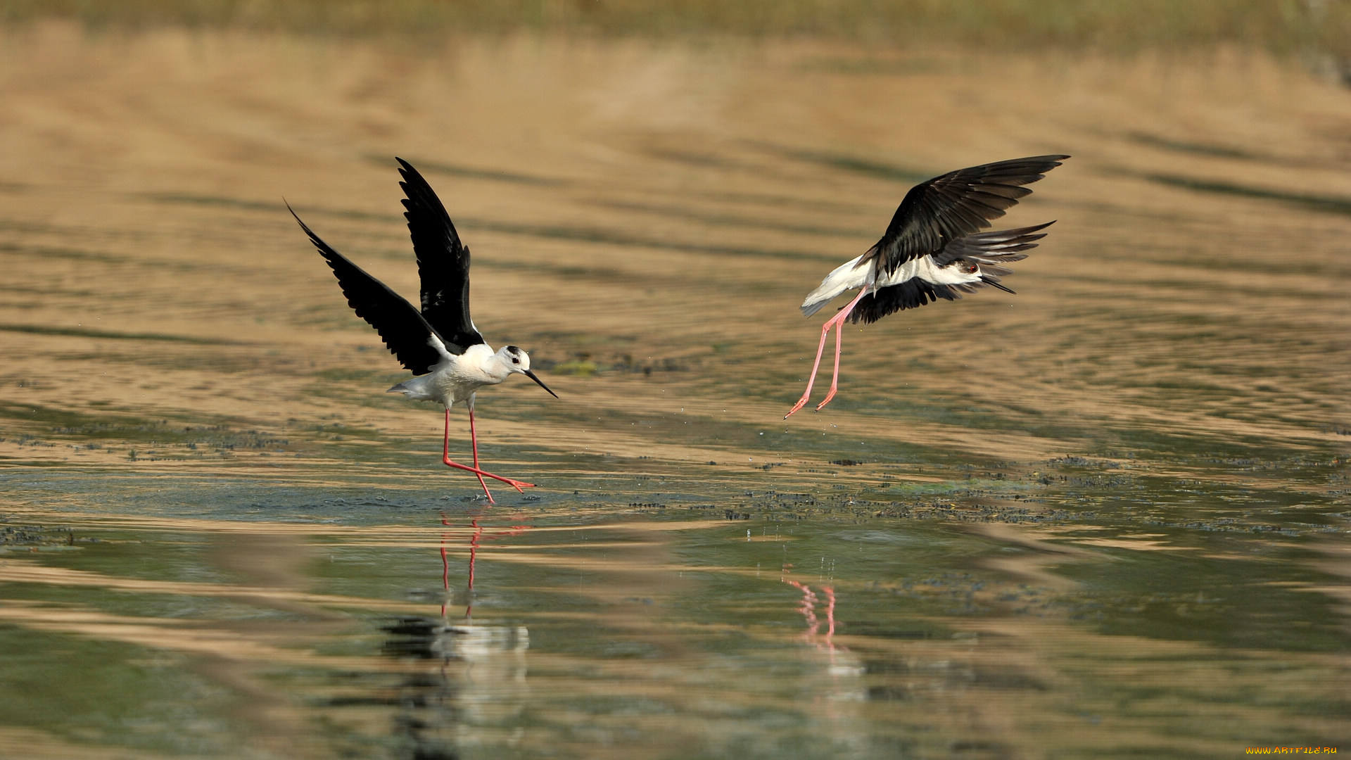 животные, птицы, птица, вода, ходулочник