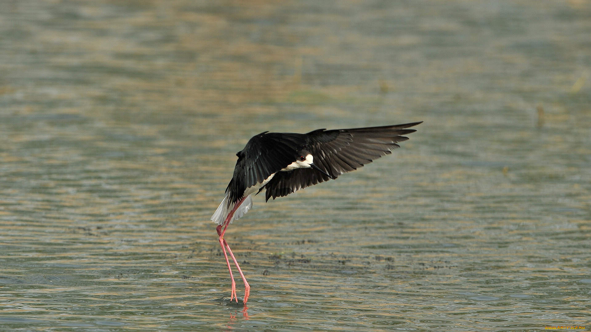 животные, птицы, вода, ходулочник, птица