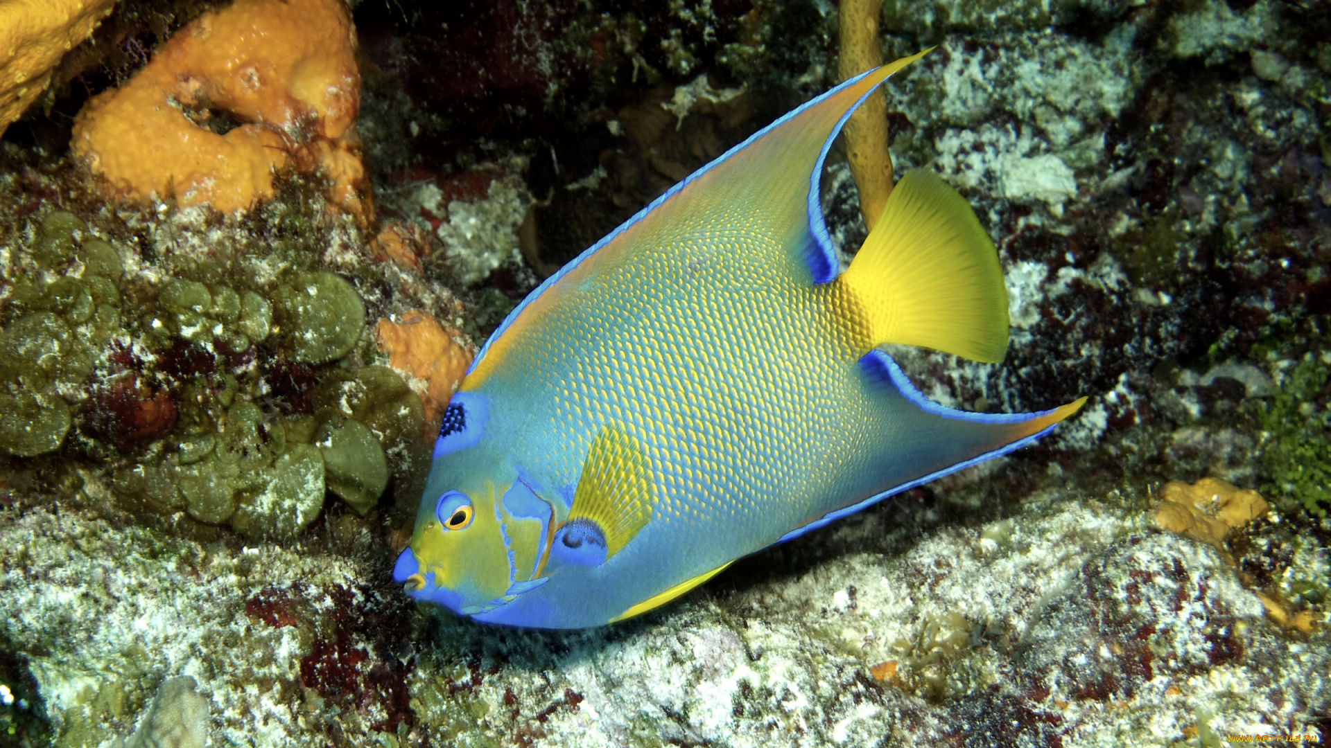 животные, рыбы, тропики