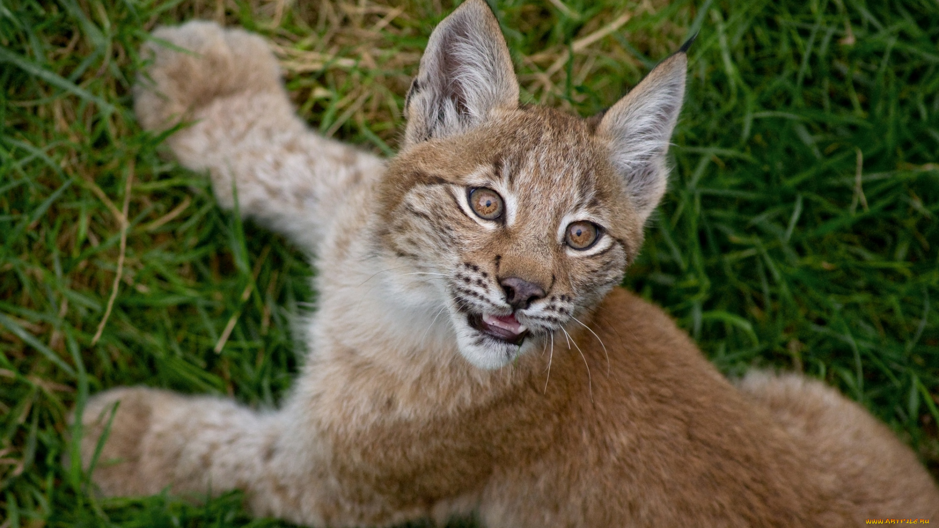 животные, рыси, малыш, мордочка