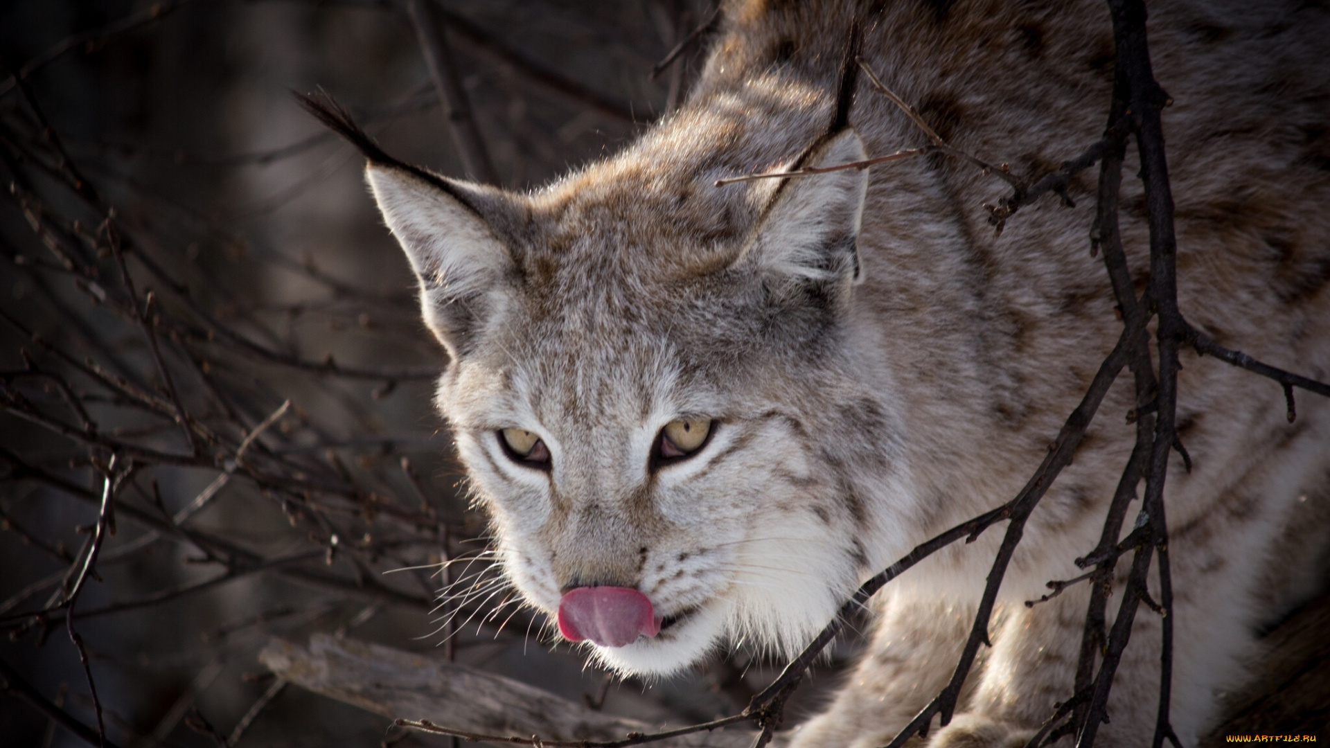 животные, рыси, язык, ветки
