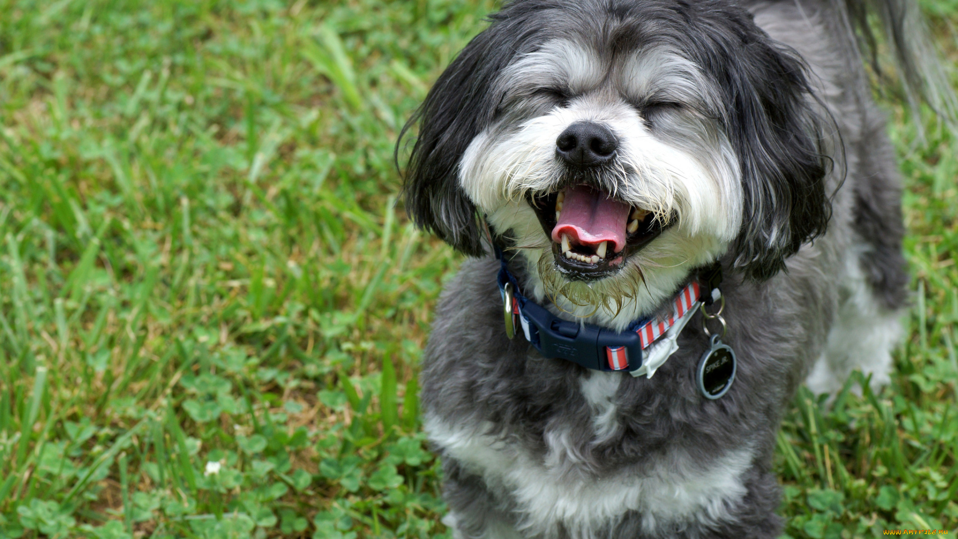 животные, собаки, радость, настроение