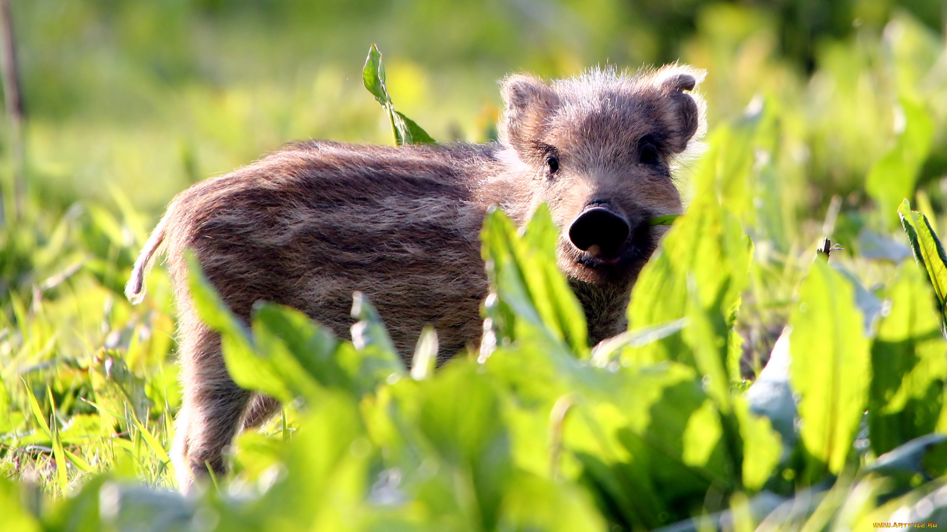 животные, свиньи, кабаны, кабанчик