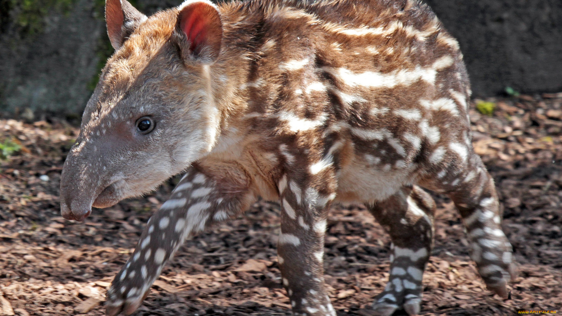 животные, тапиры, пятнистый, малыш