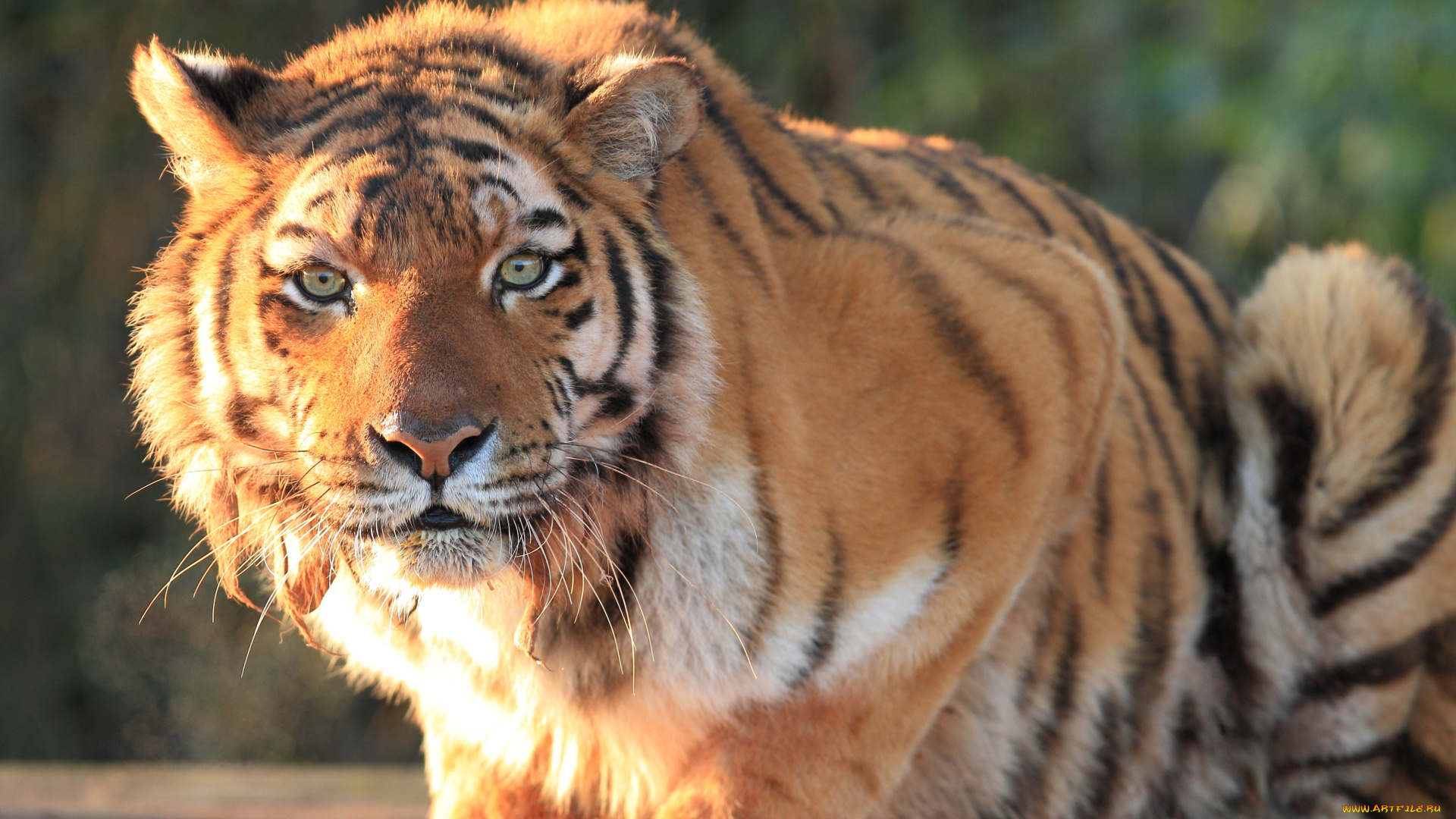 животные, тигры, хищник