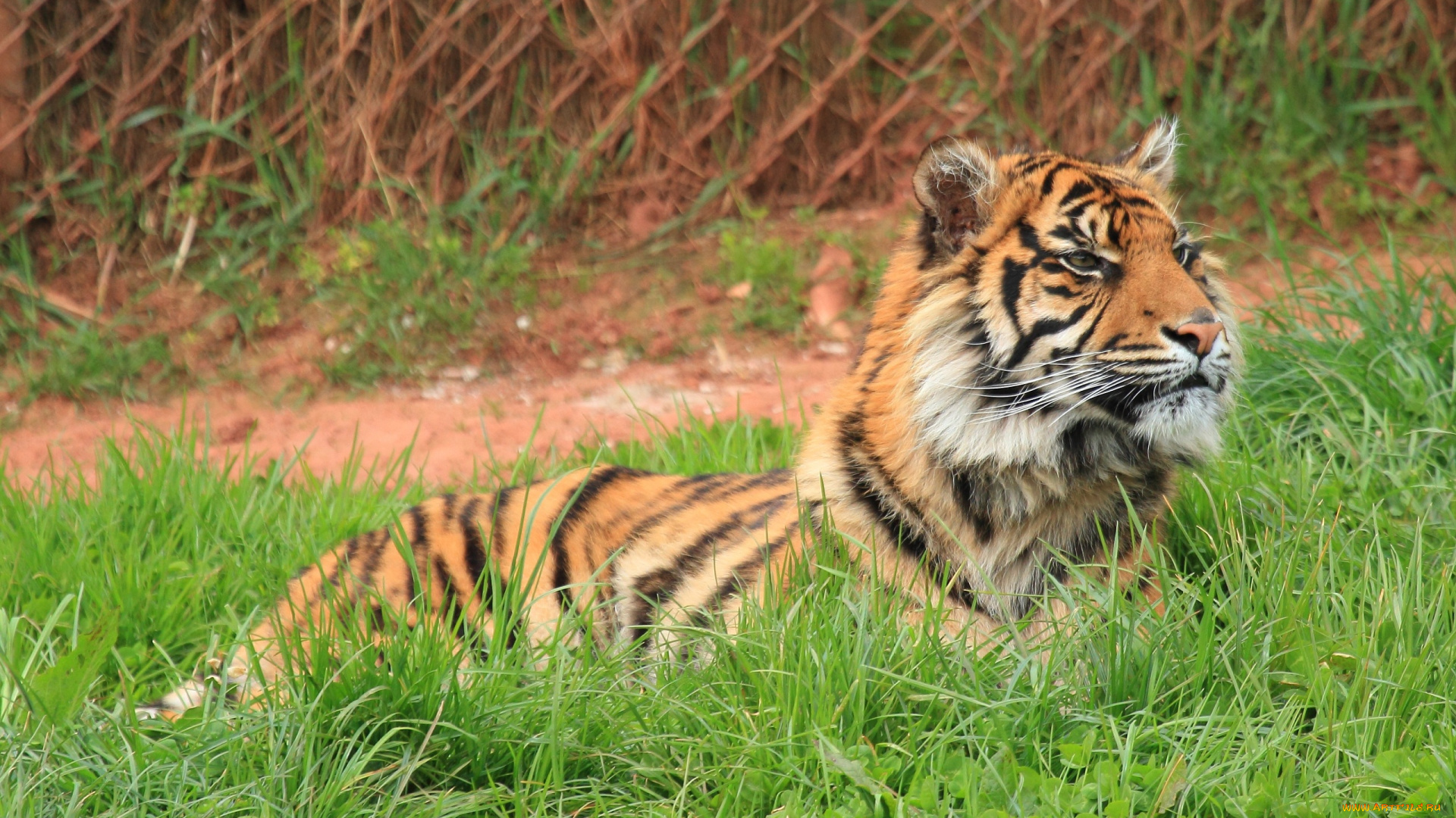 животные, тигры, тигр