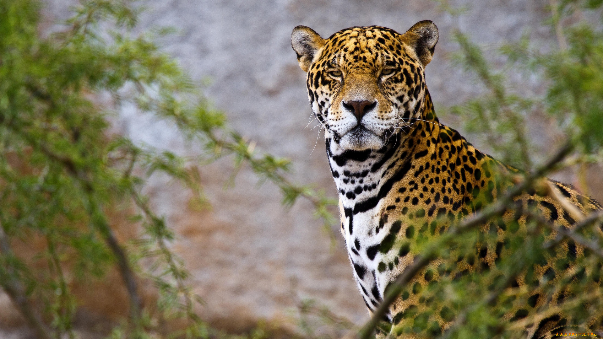 животные, Ягуары, морда, ягуар