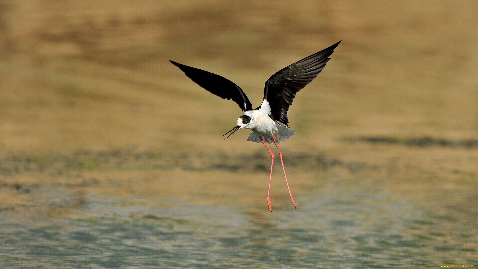 животные, птицы, птица, ходулочник, вода
