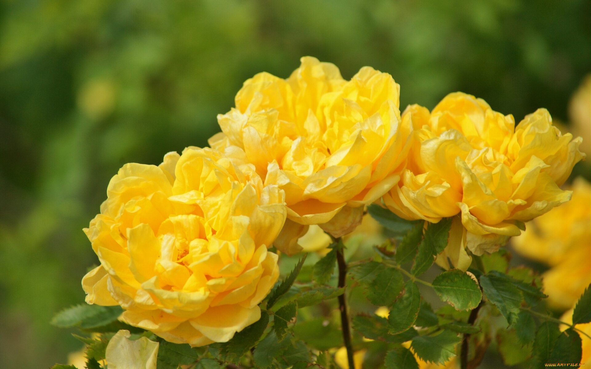 цветы, розы, жёлтые, лепестки