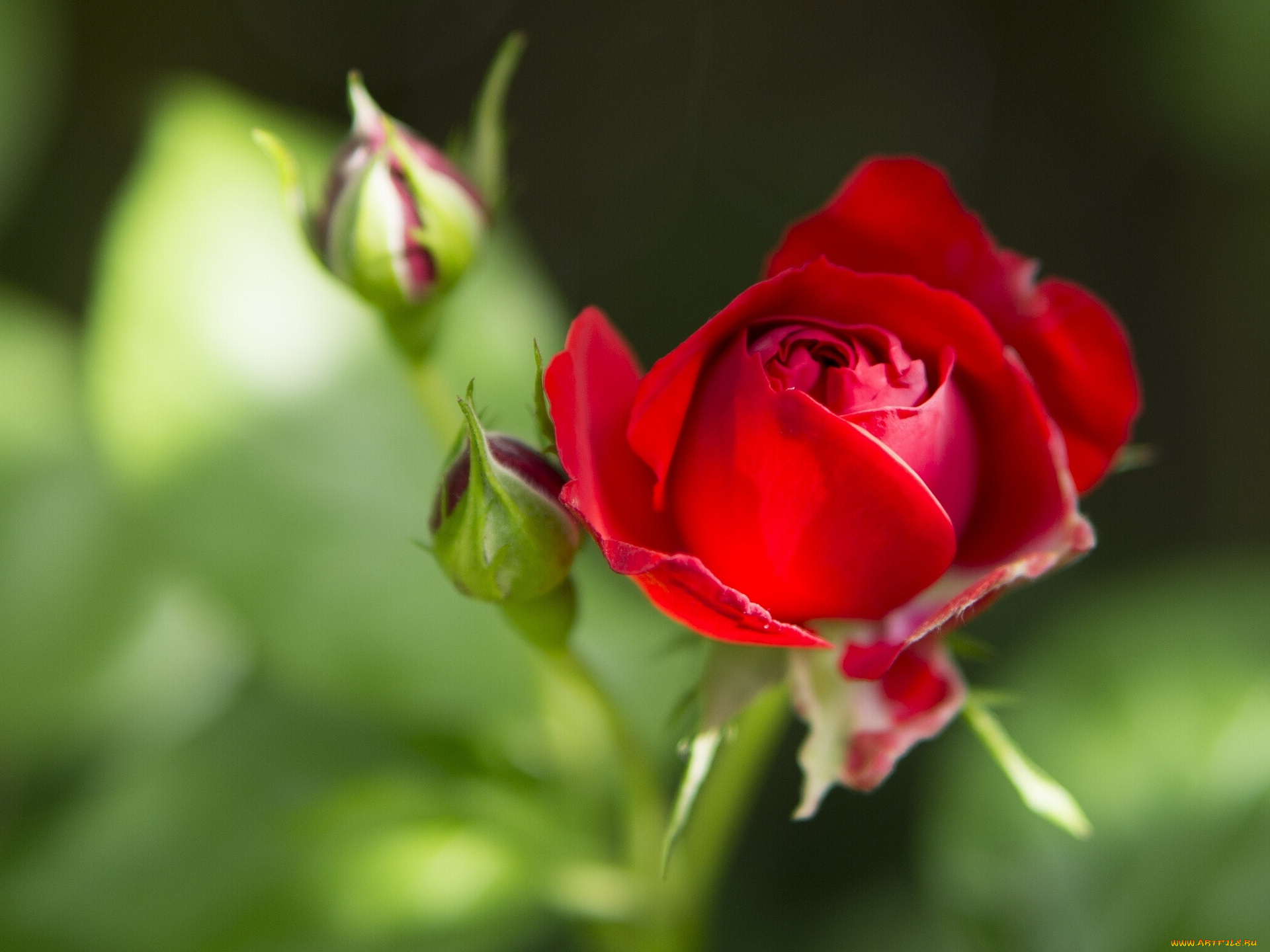 цветы, розы, бутоны, макро