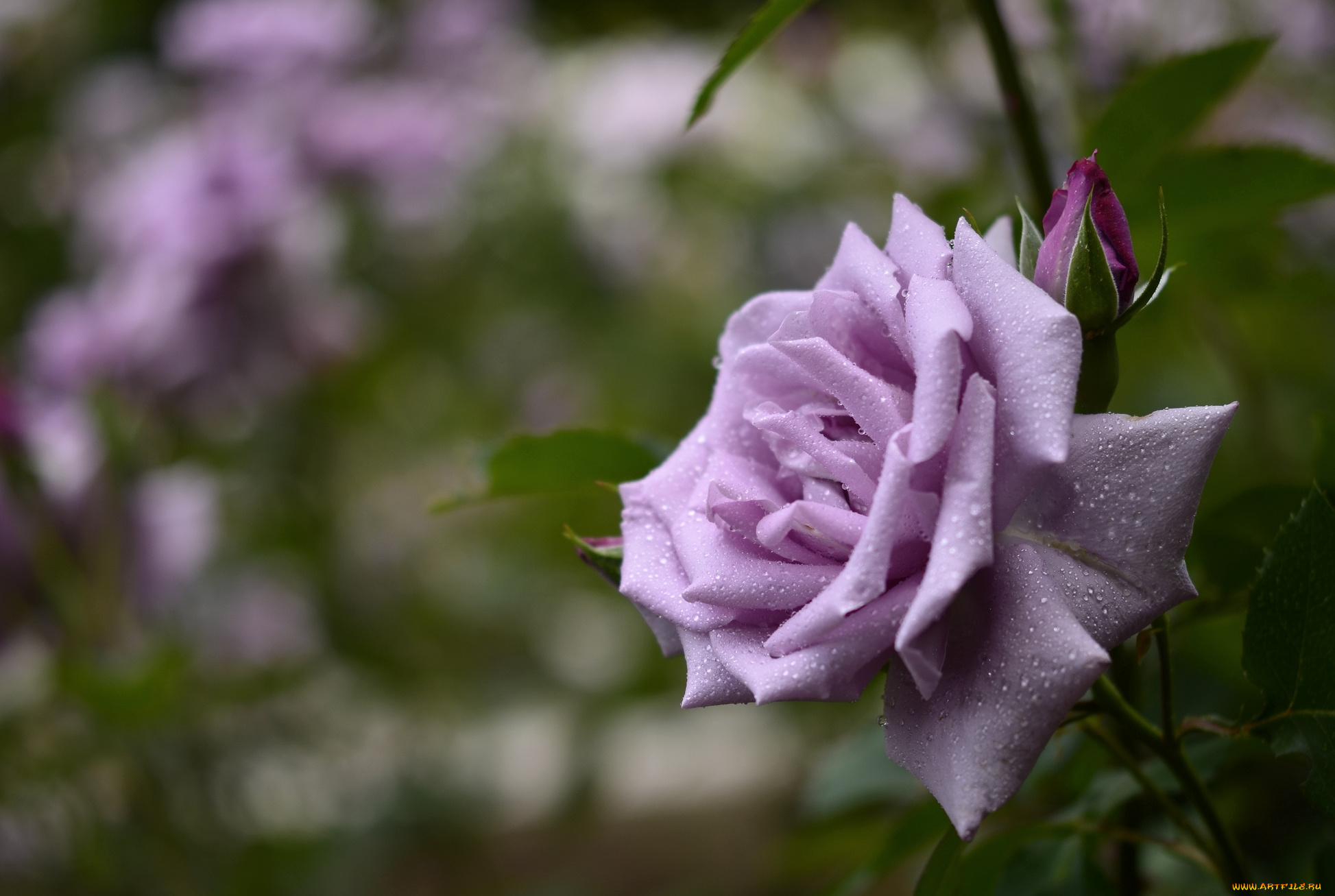 цветы, розы, сиреневый