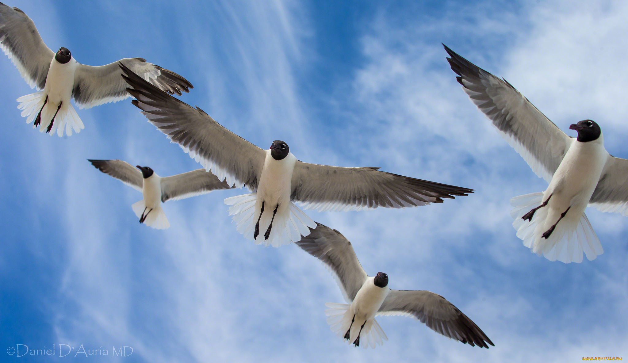 животные, Чайки, бакланы, крачки, полет