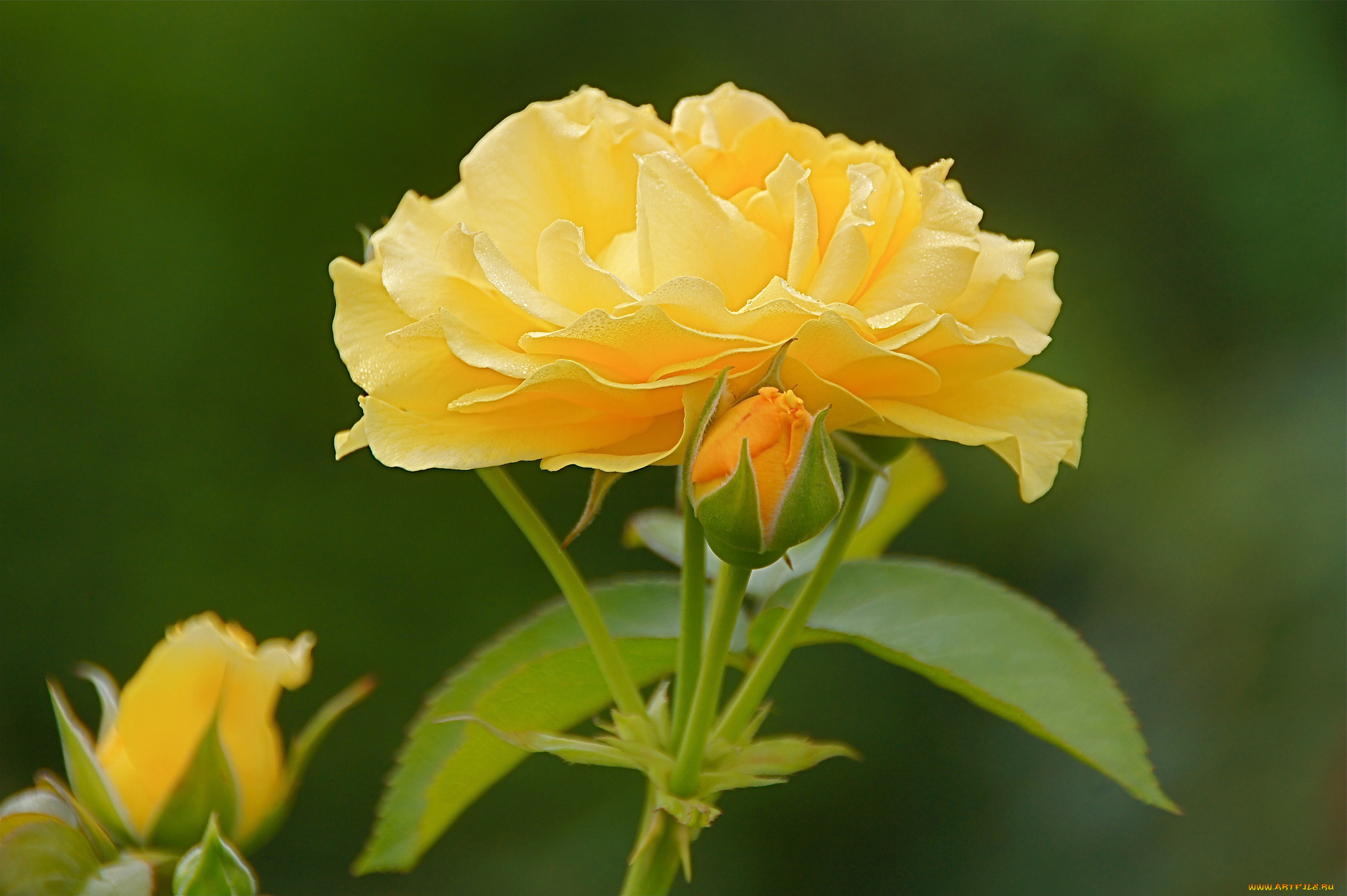 цветы, розы, бутоны, макро