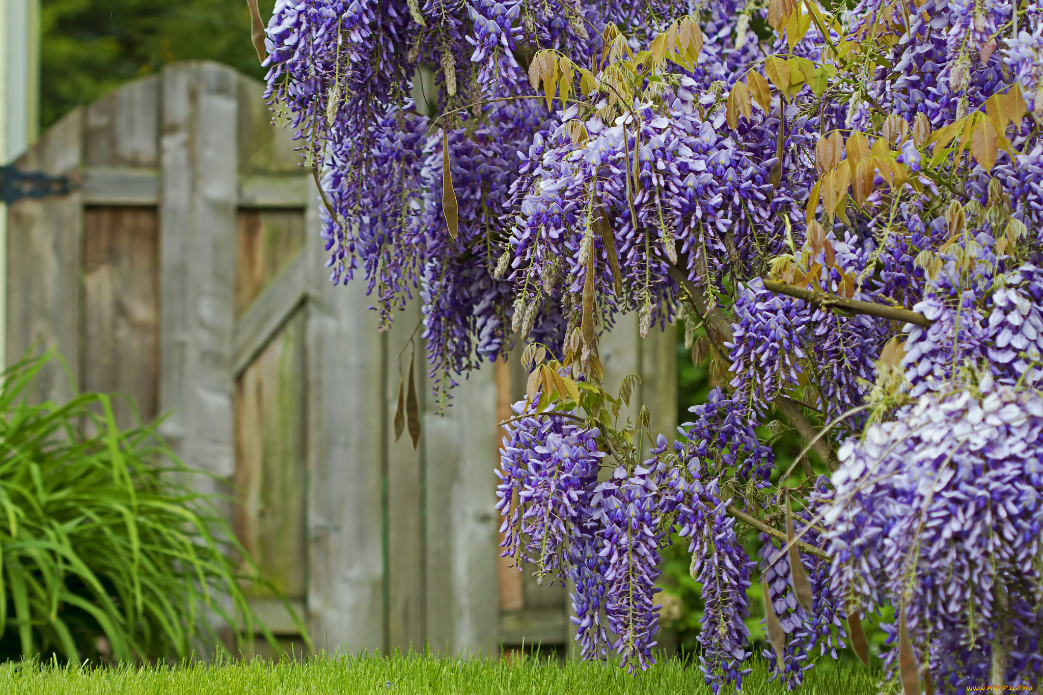 цветы, глициния, вистерия, кисти
