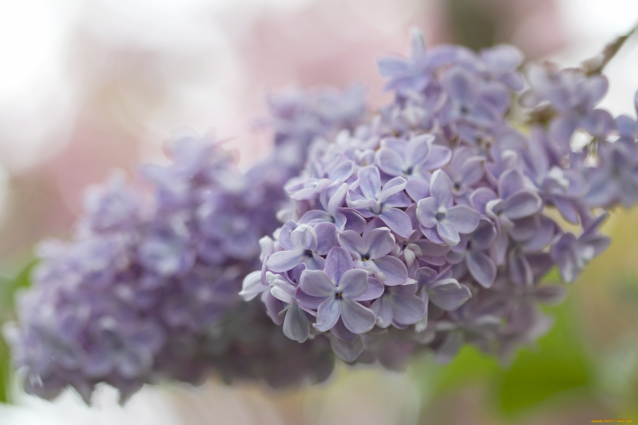 цветы, сирень, боке, макро, кисть