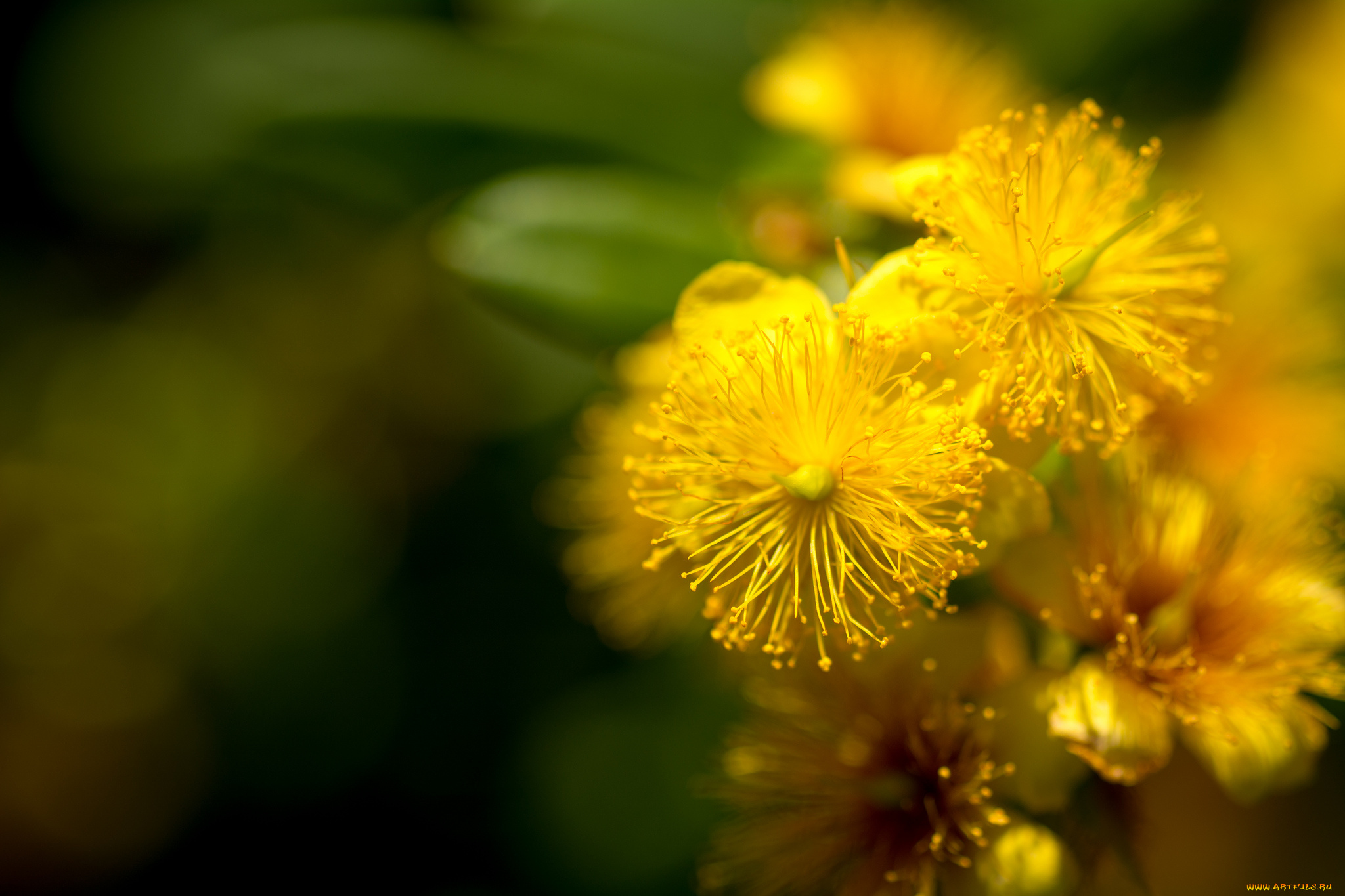 цветы, желтый, макро