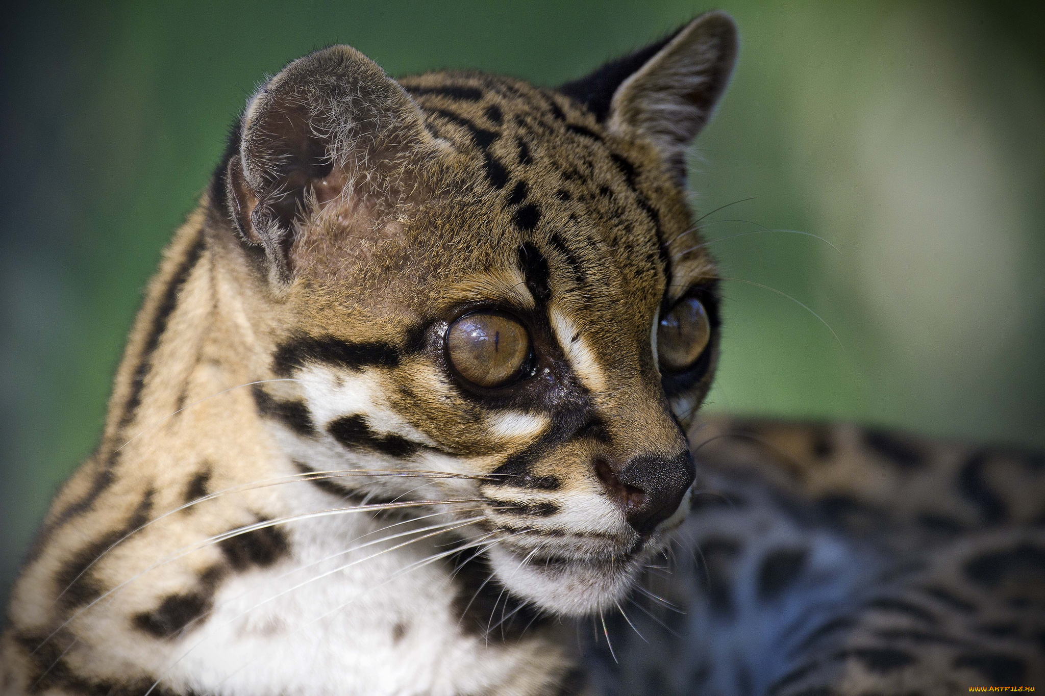 животные, дикие, кошки, марги