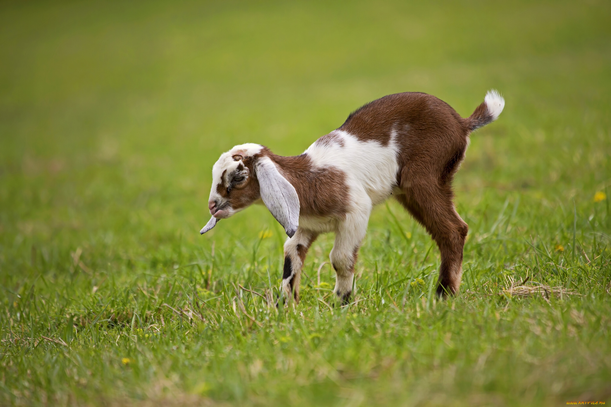 животные, козы, козлёнок